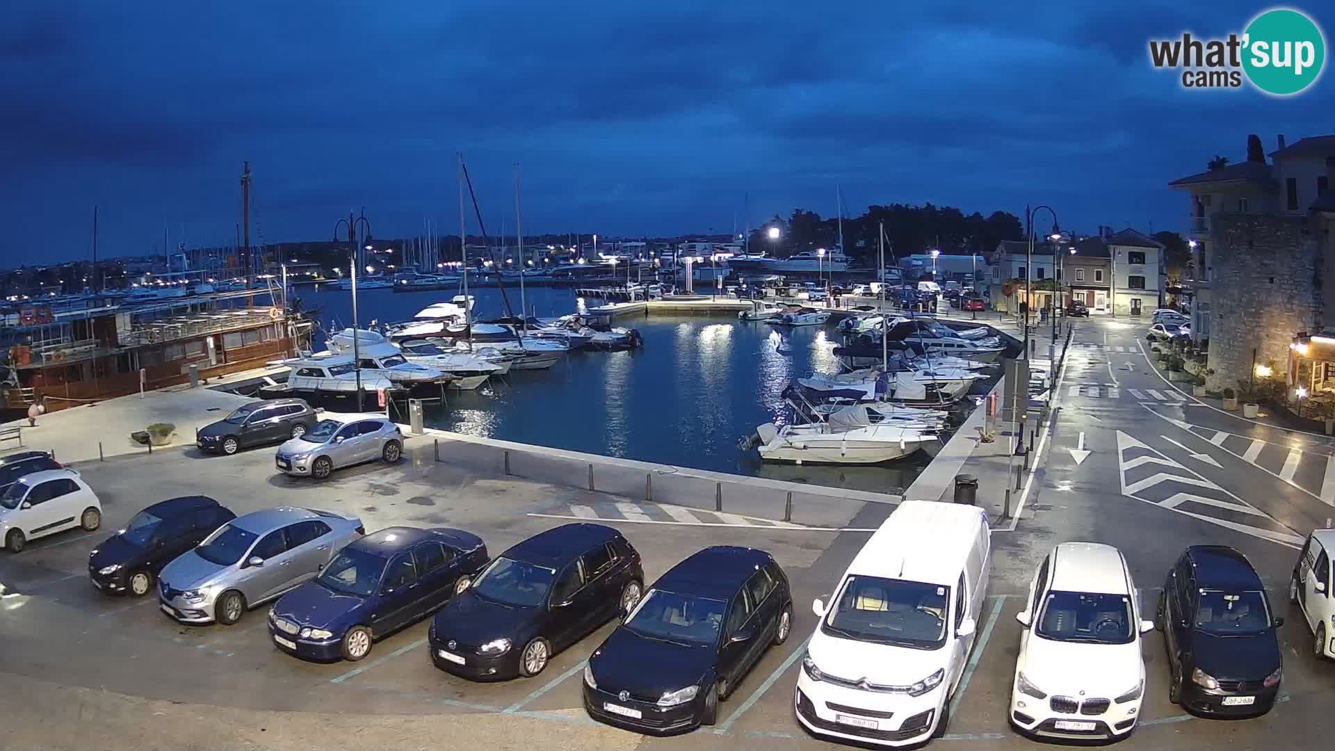 Novigrad | Porporela marina