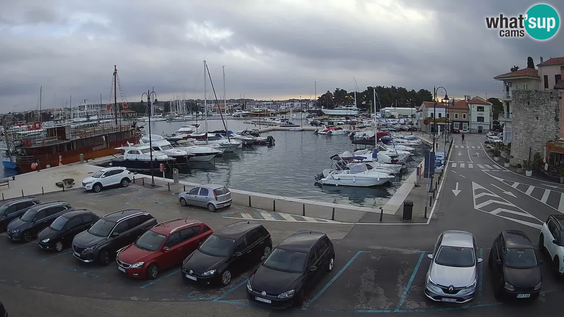 Novigrad | Porporela marina