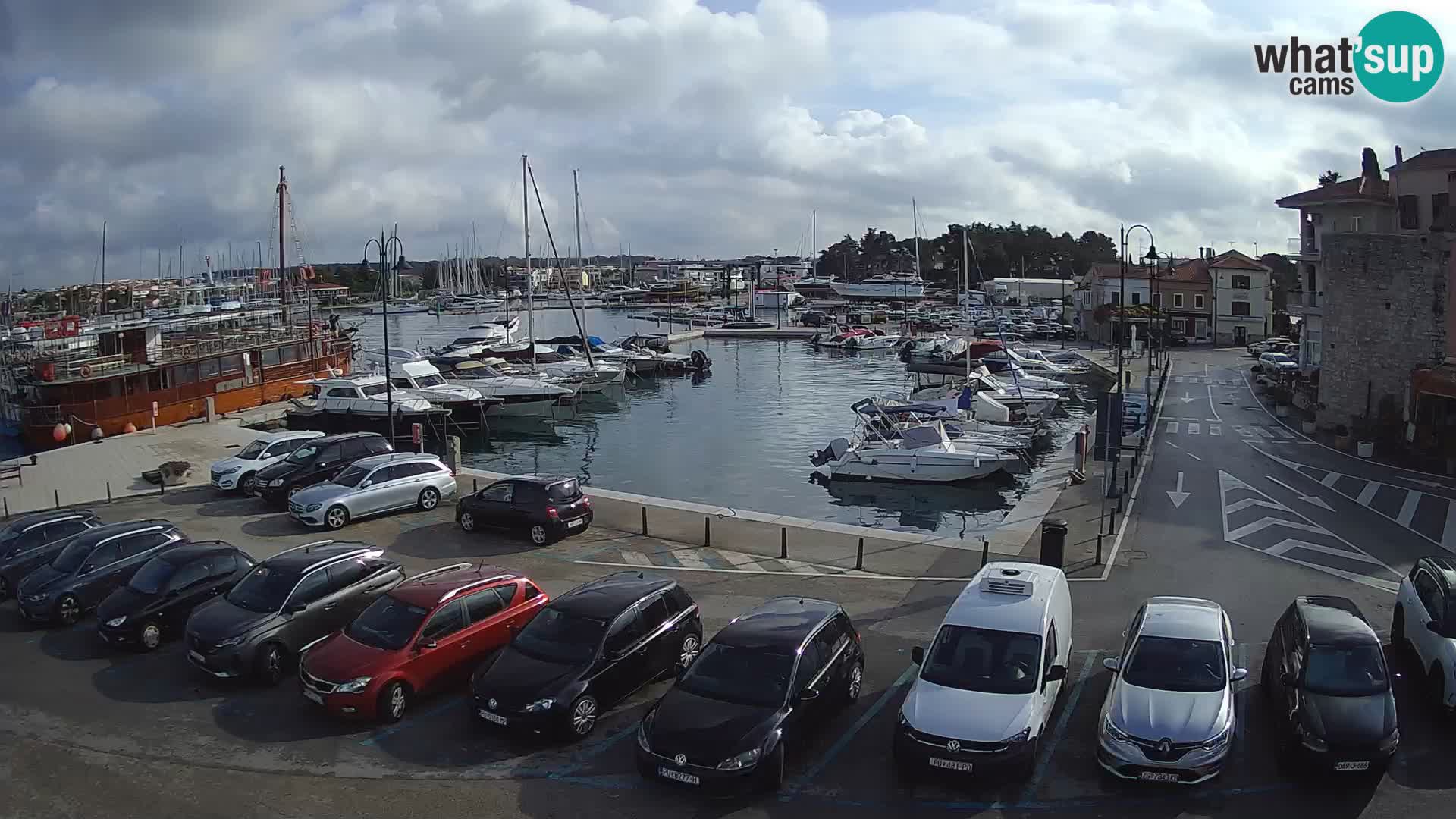 Novigrad | Porporela marina