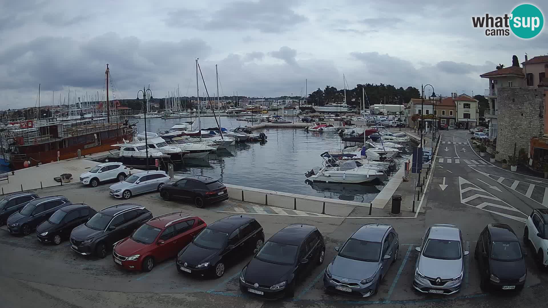 Novigrad | Porporela marina