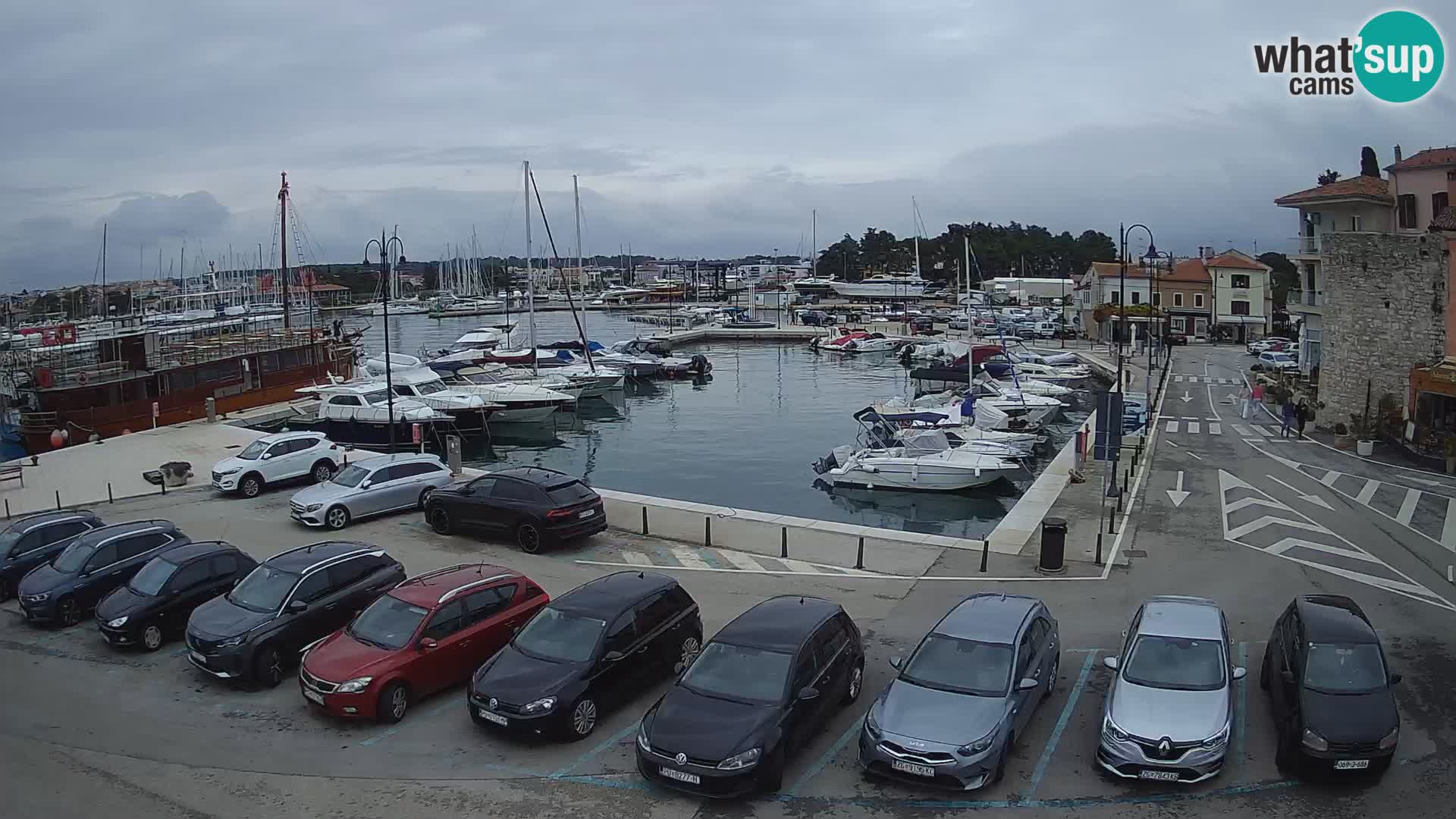 Novigrad | Porporela marina