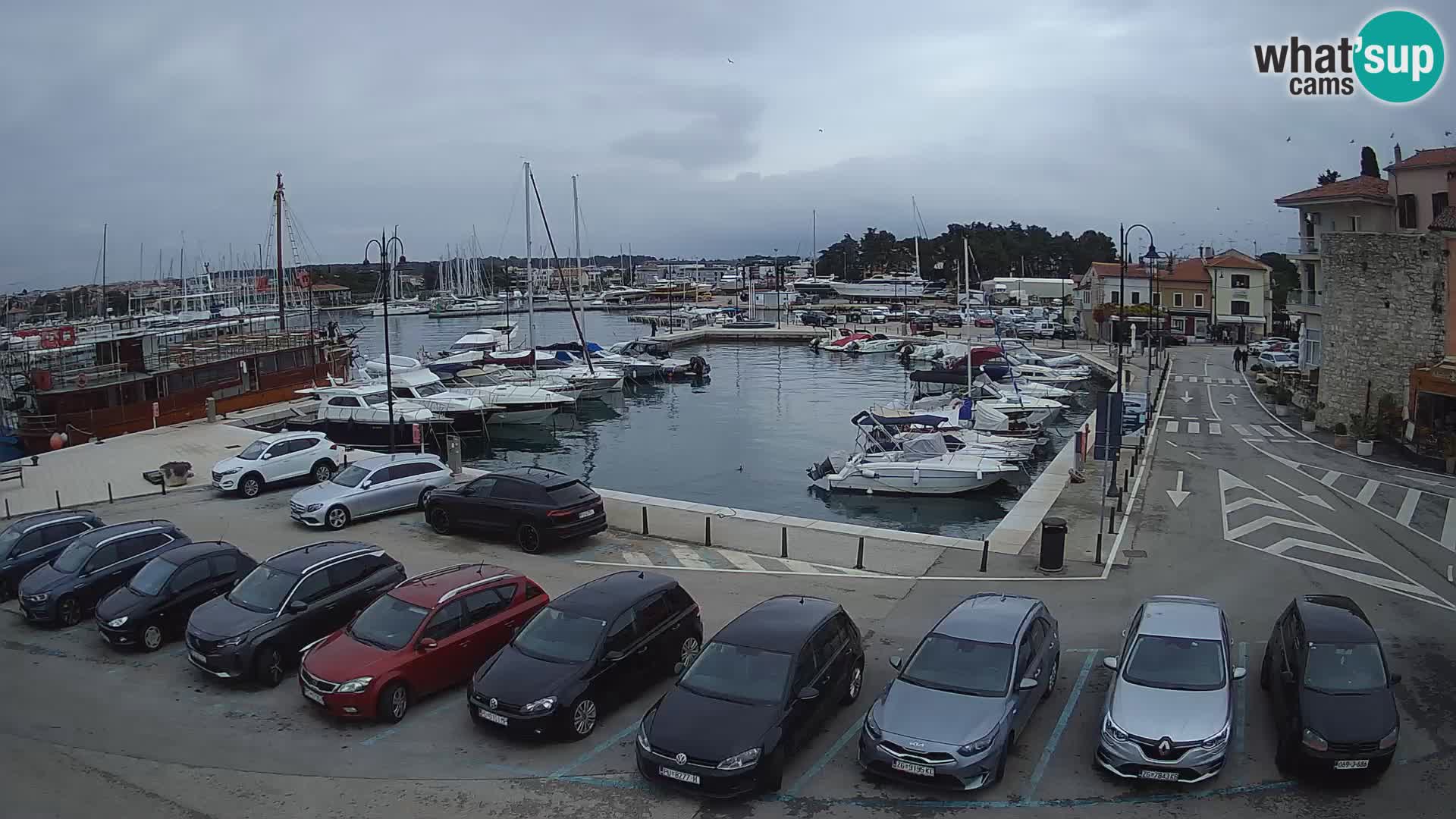 Novigrad | Porporela marina