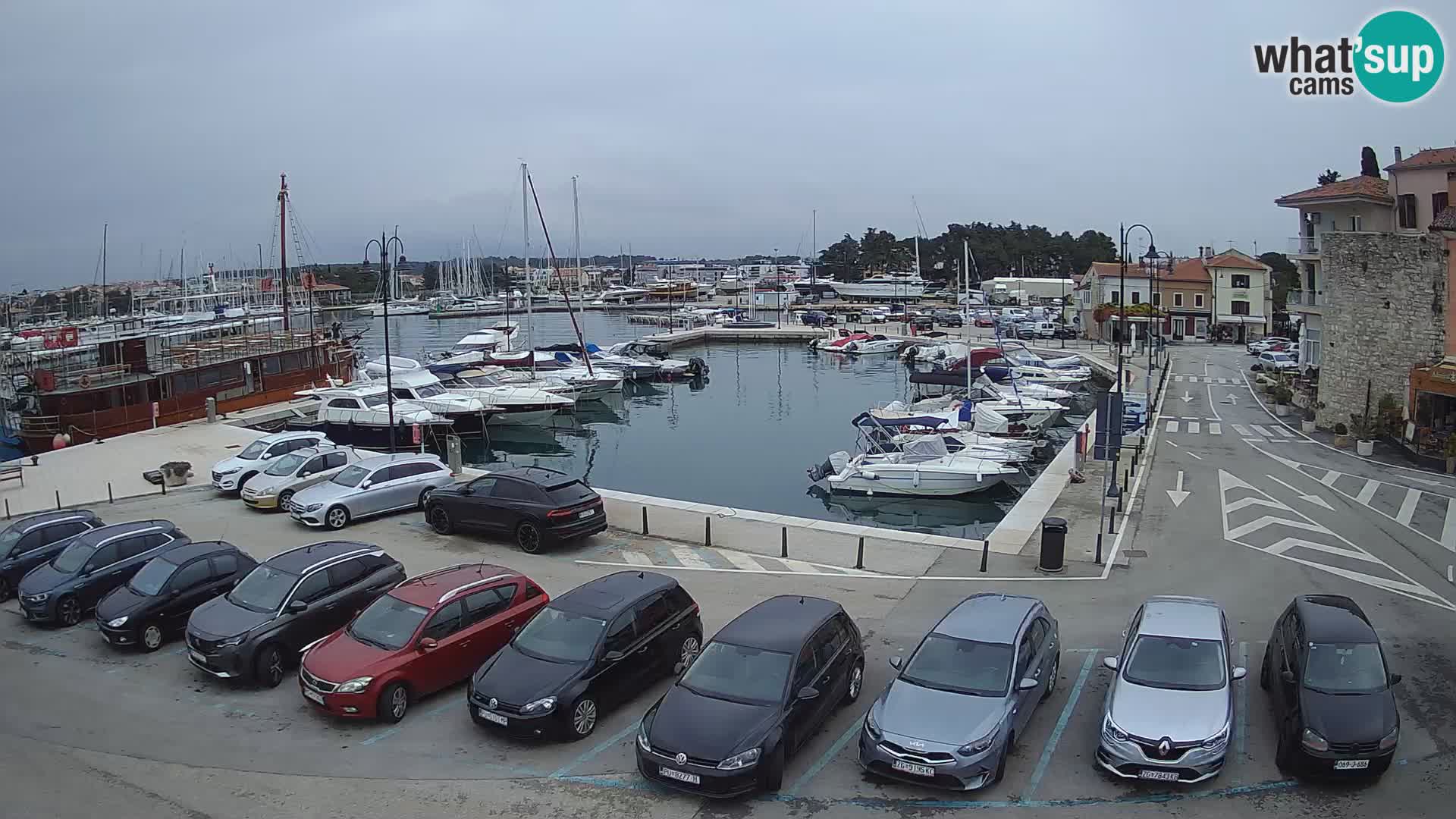 Novigrad | Porporela marina