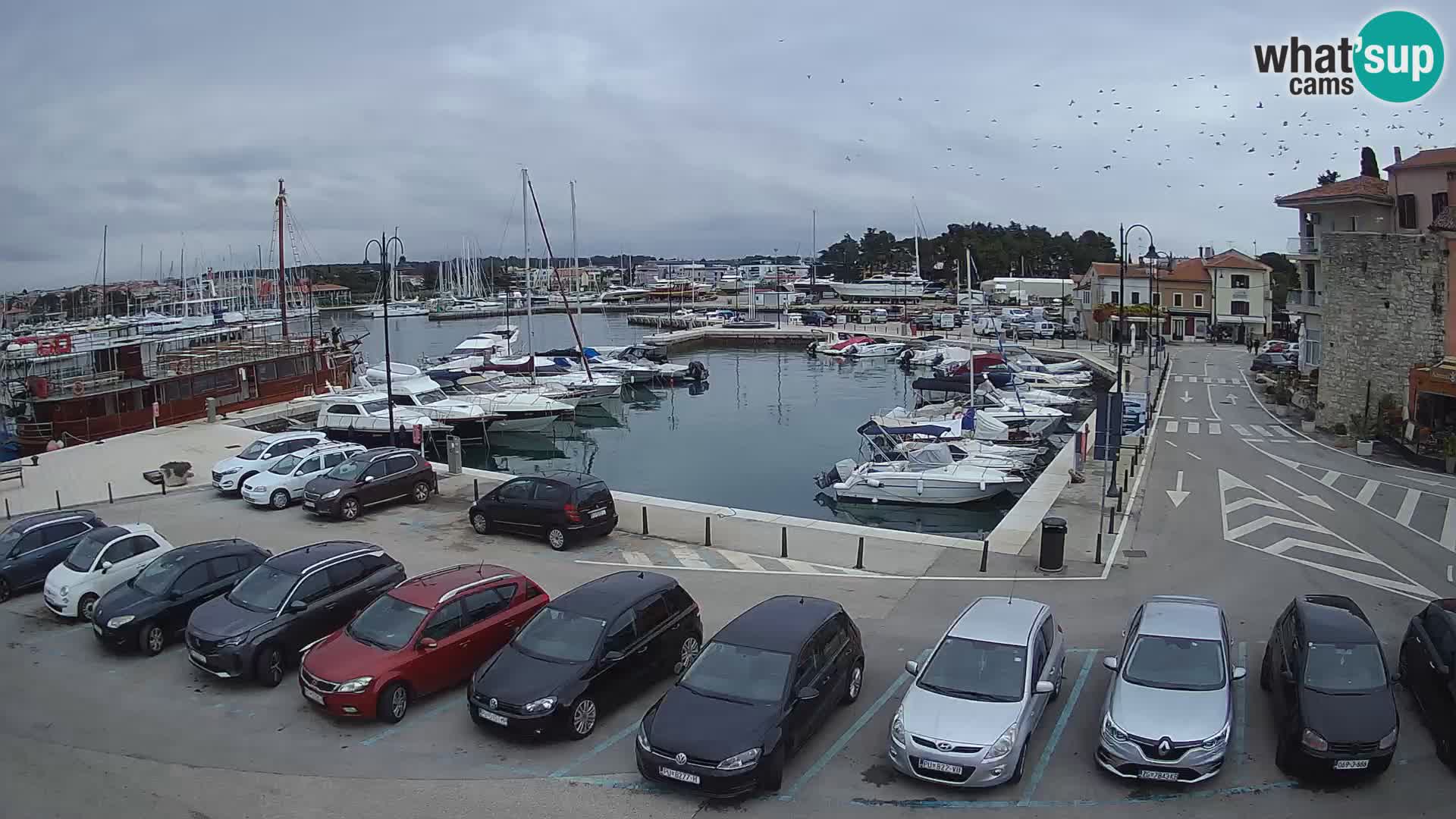 Novigrad | Porporela marina