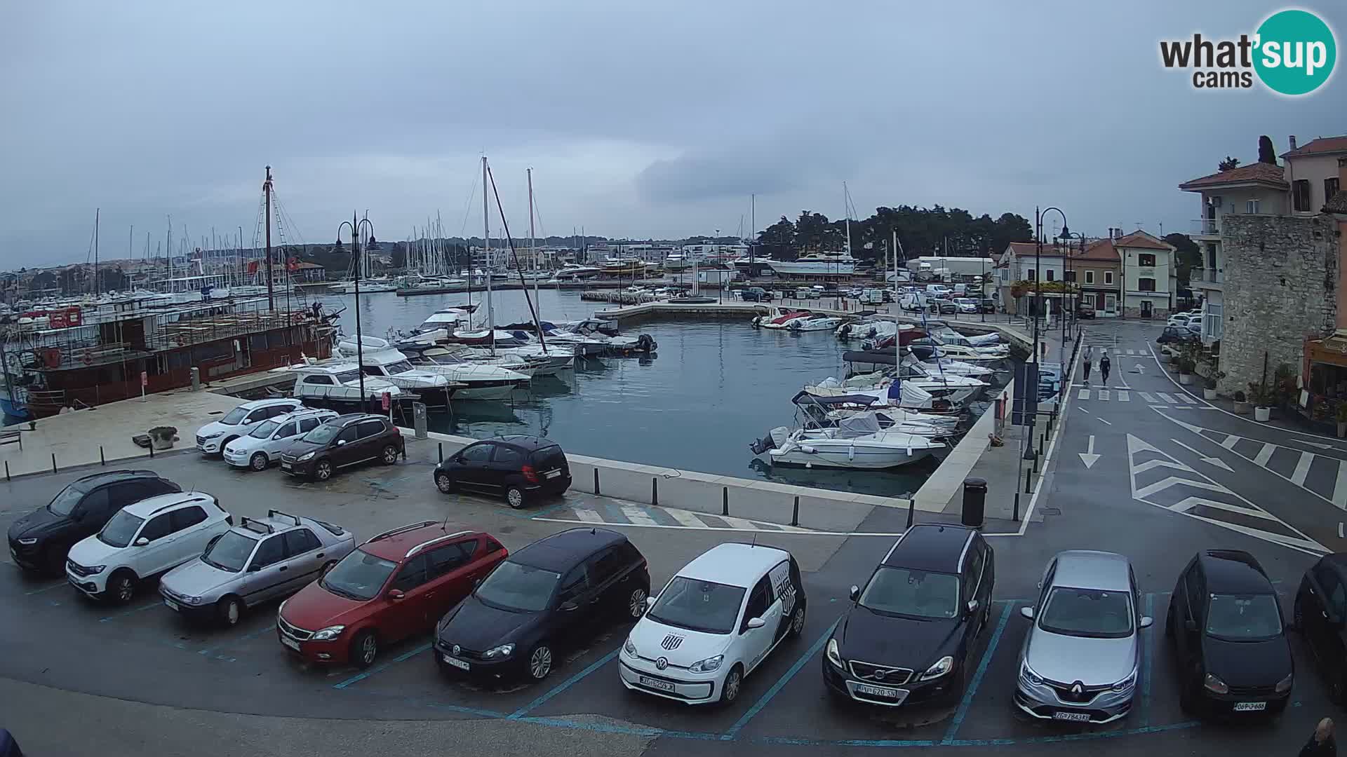 Novigrad | Porporela marina