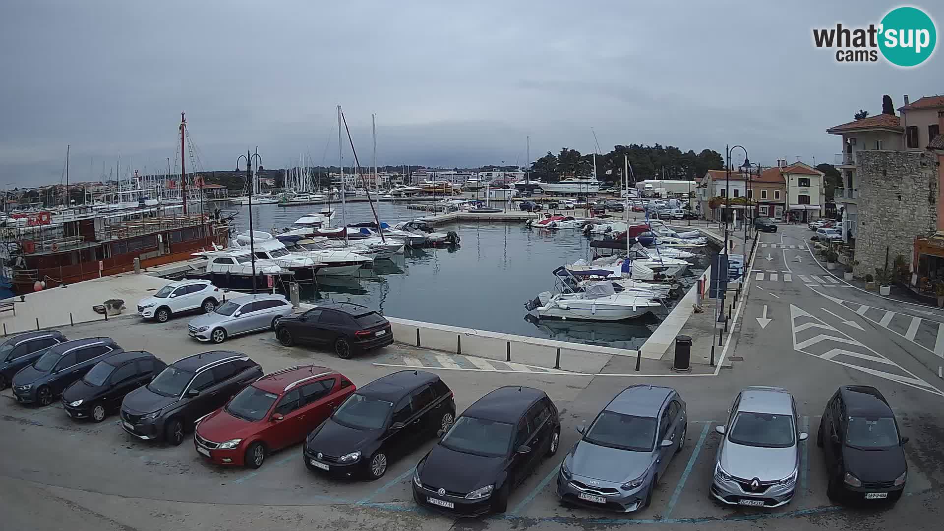 Novigrad | Porporela marina
