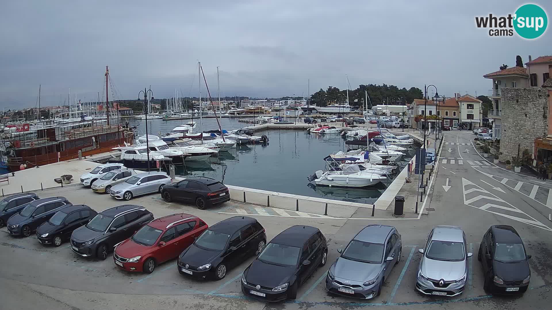 Novigrad | Porporela marina