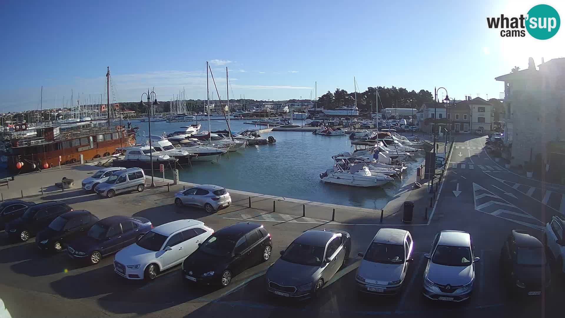 Novigrad | Porporela marina