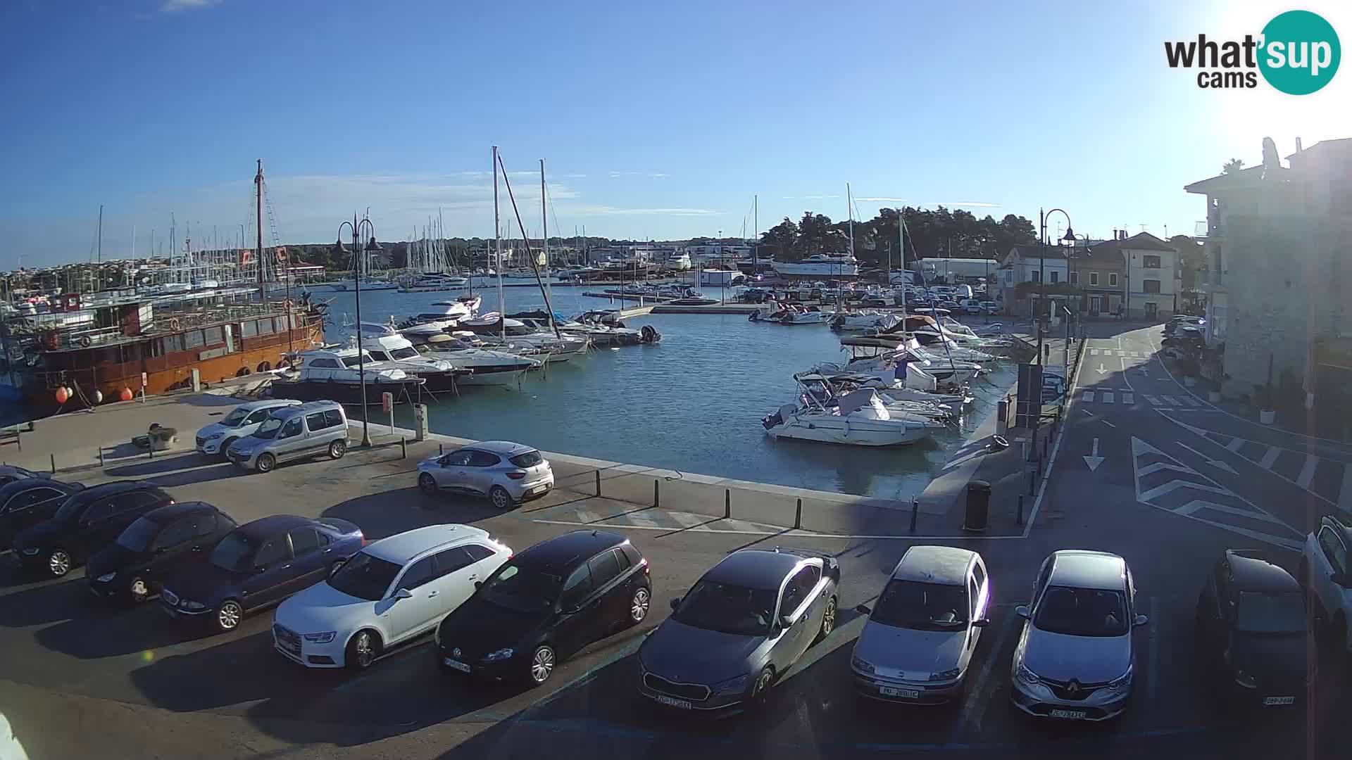 Novigrad | Porporela marina