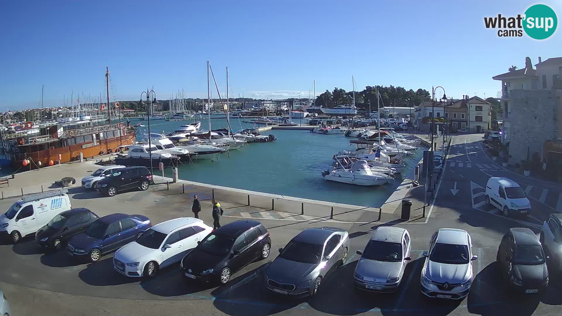Novigrad | Porporela marina