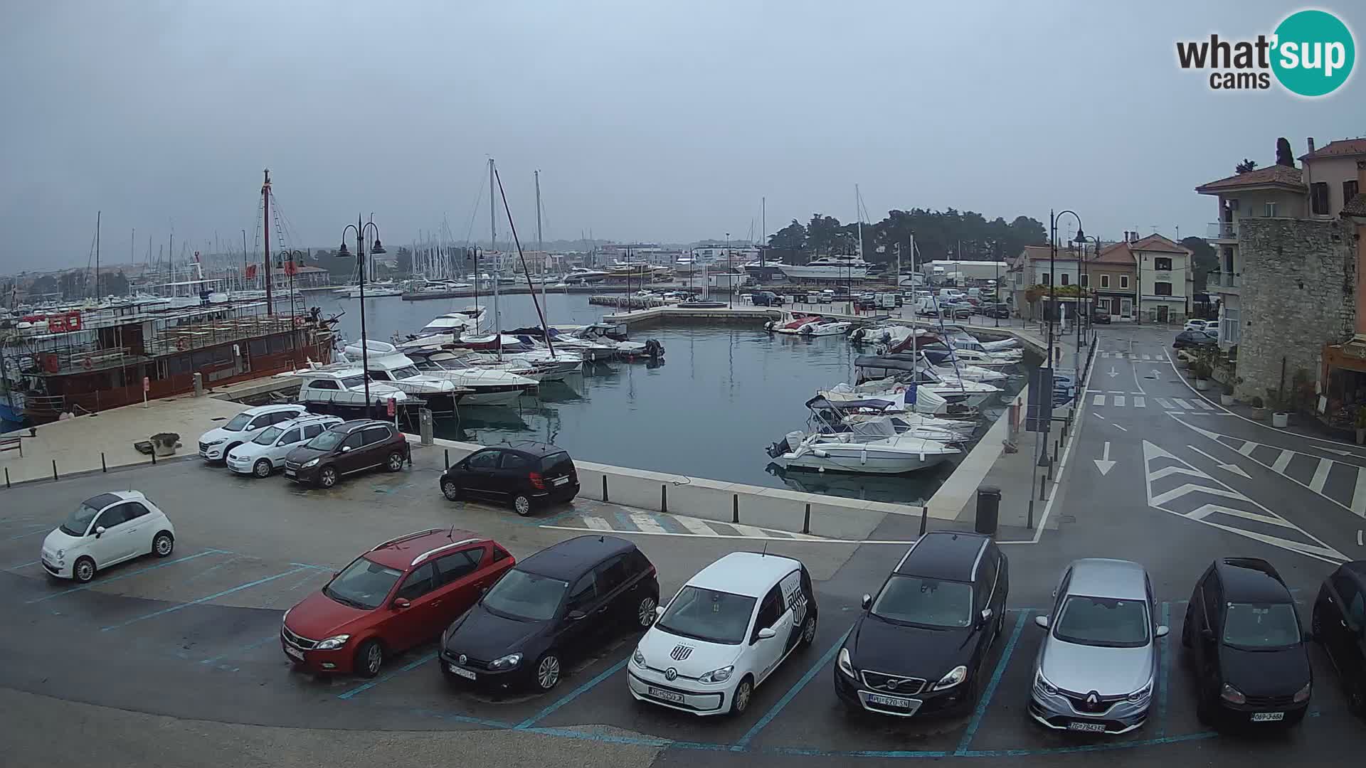 Novigrad | Porporela marina