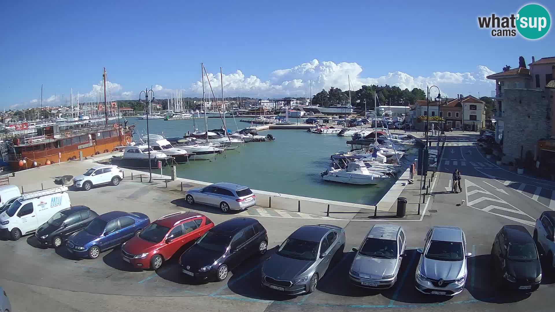 Novigrad | Porporela marina