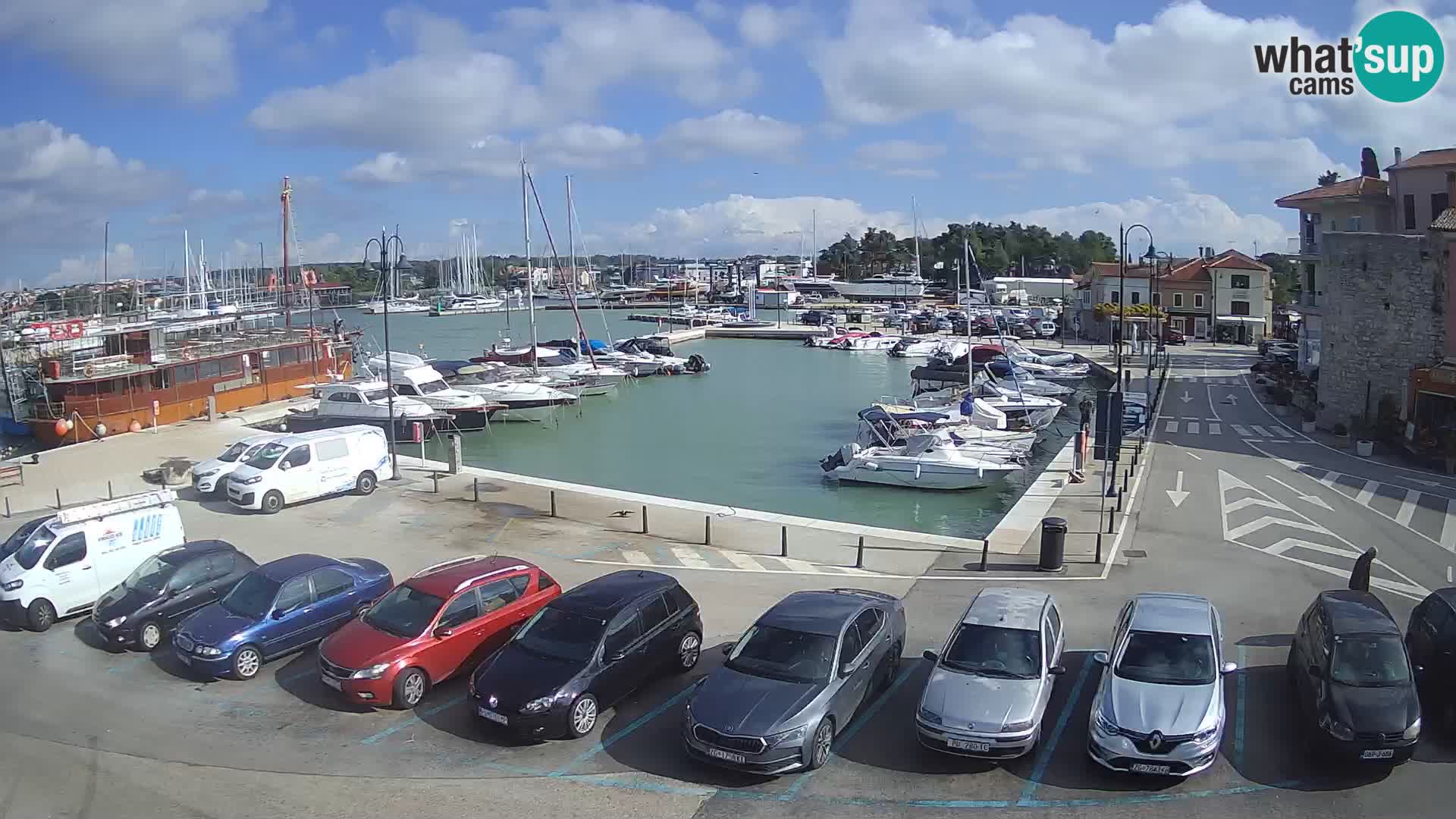 Novigrad | Porporela marina