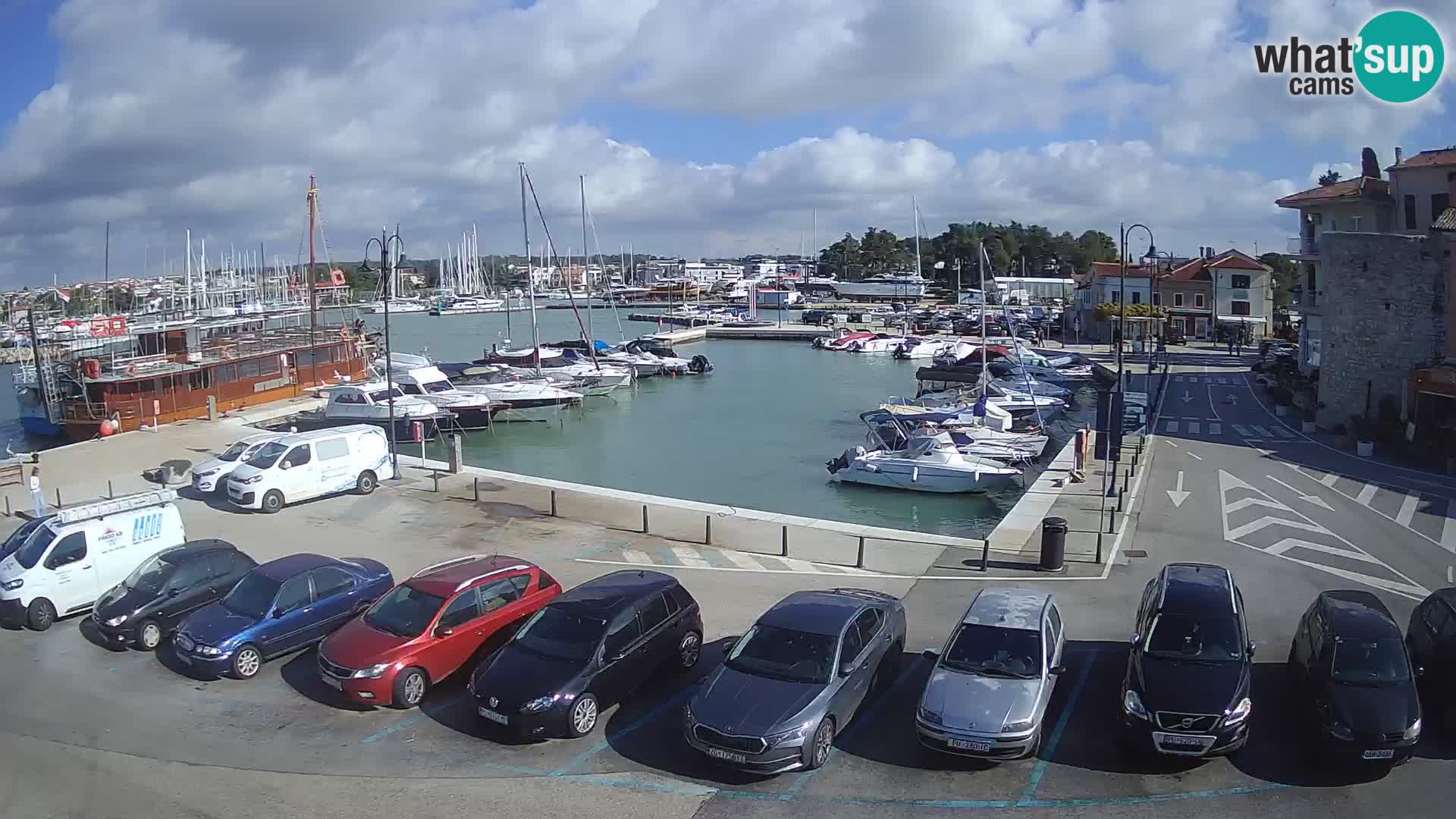 Novigrad | Porporela marina