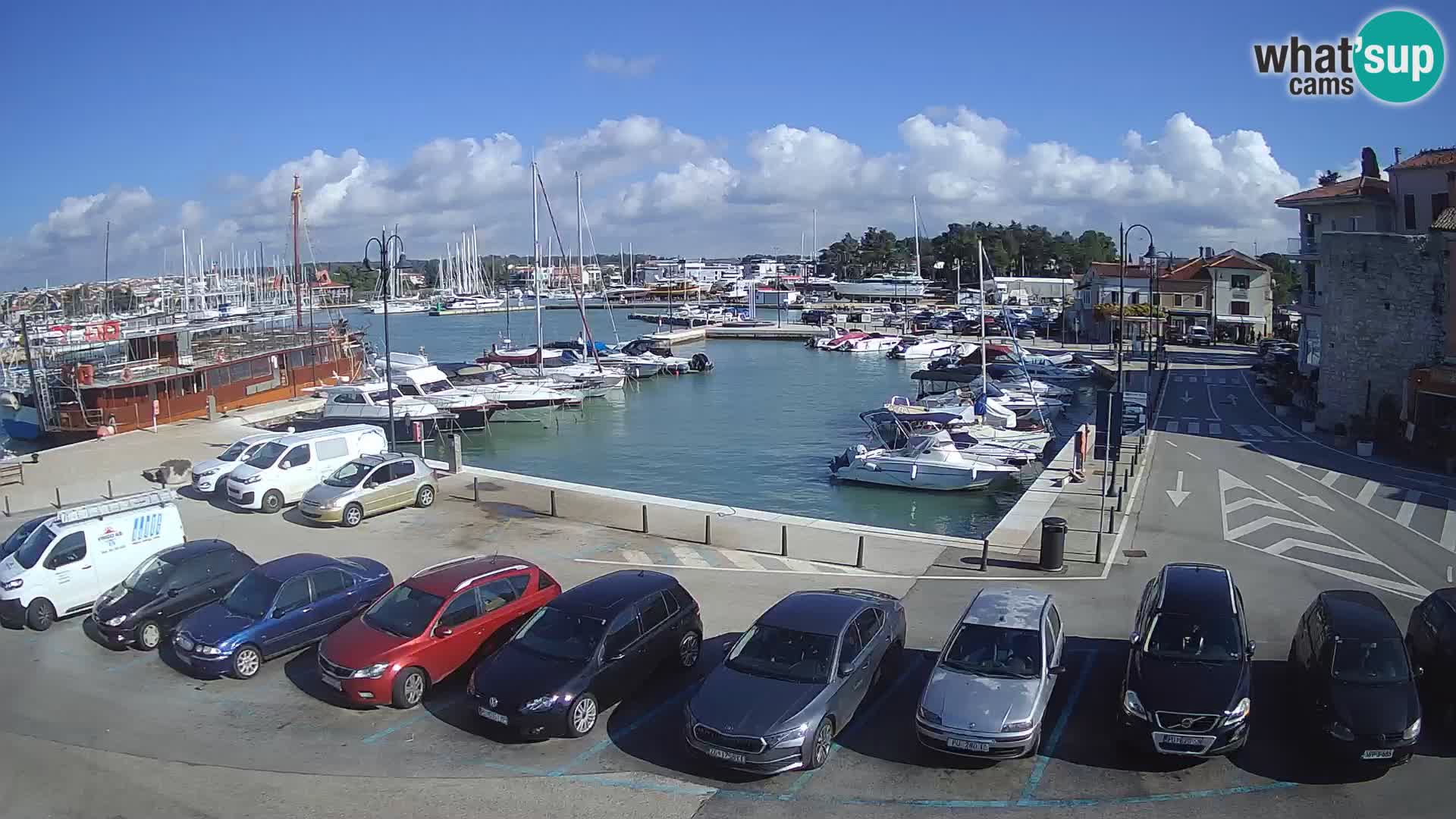 Novigrad | Porporela marina