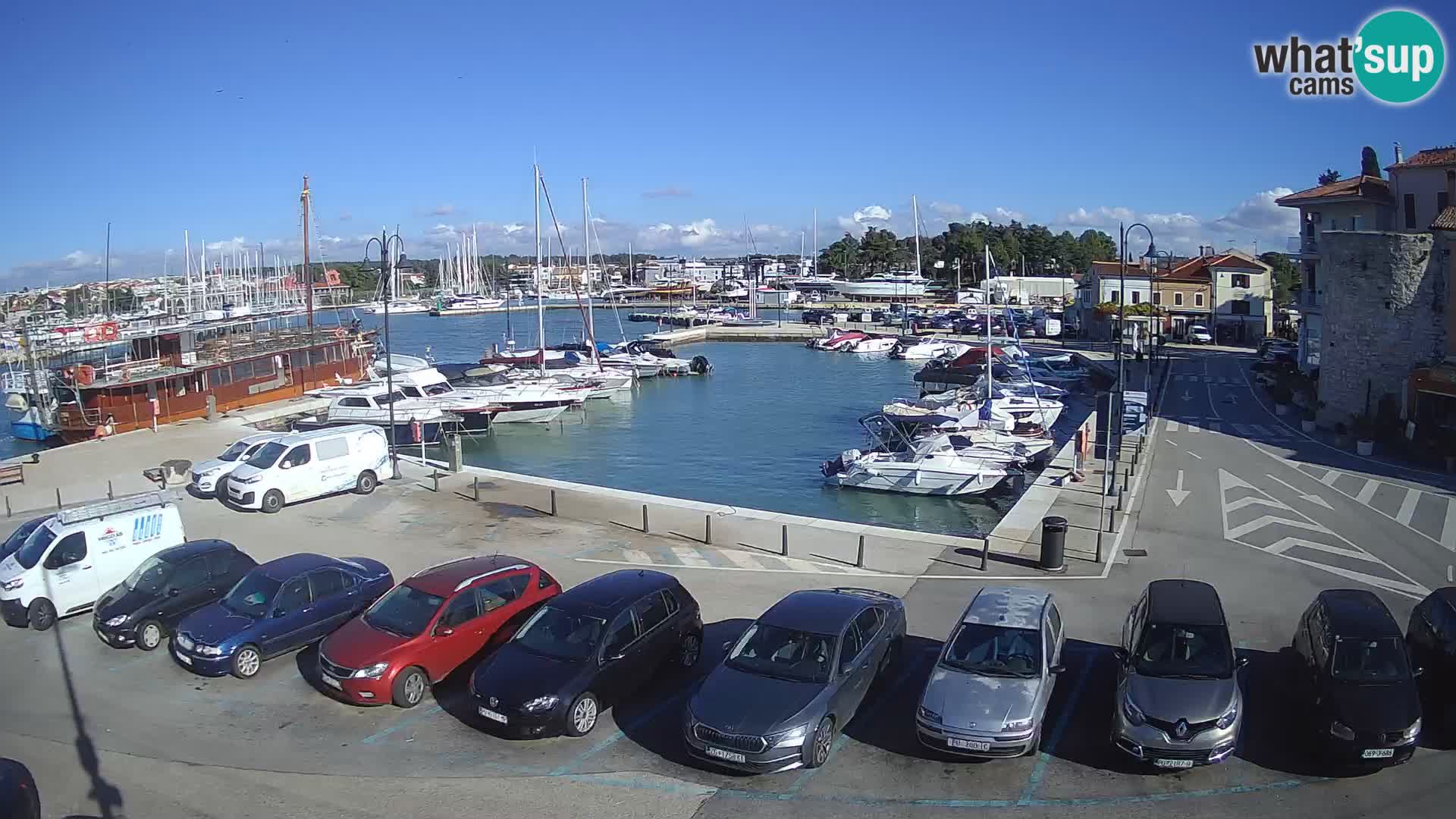 Novigrad | Porporela marina