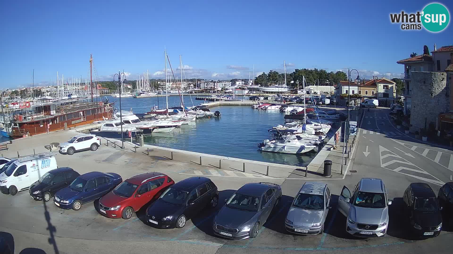 Novigrad | Porporela marina