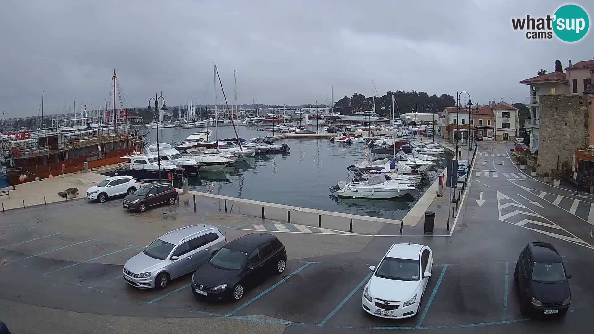 Novigrad | Porporela marina