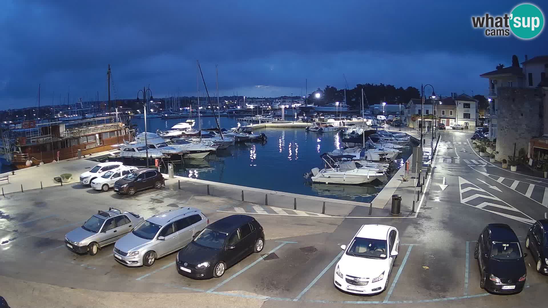 Novigrad | Porporela marina