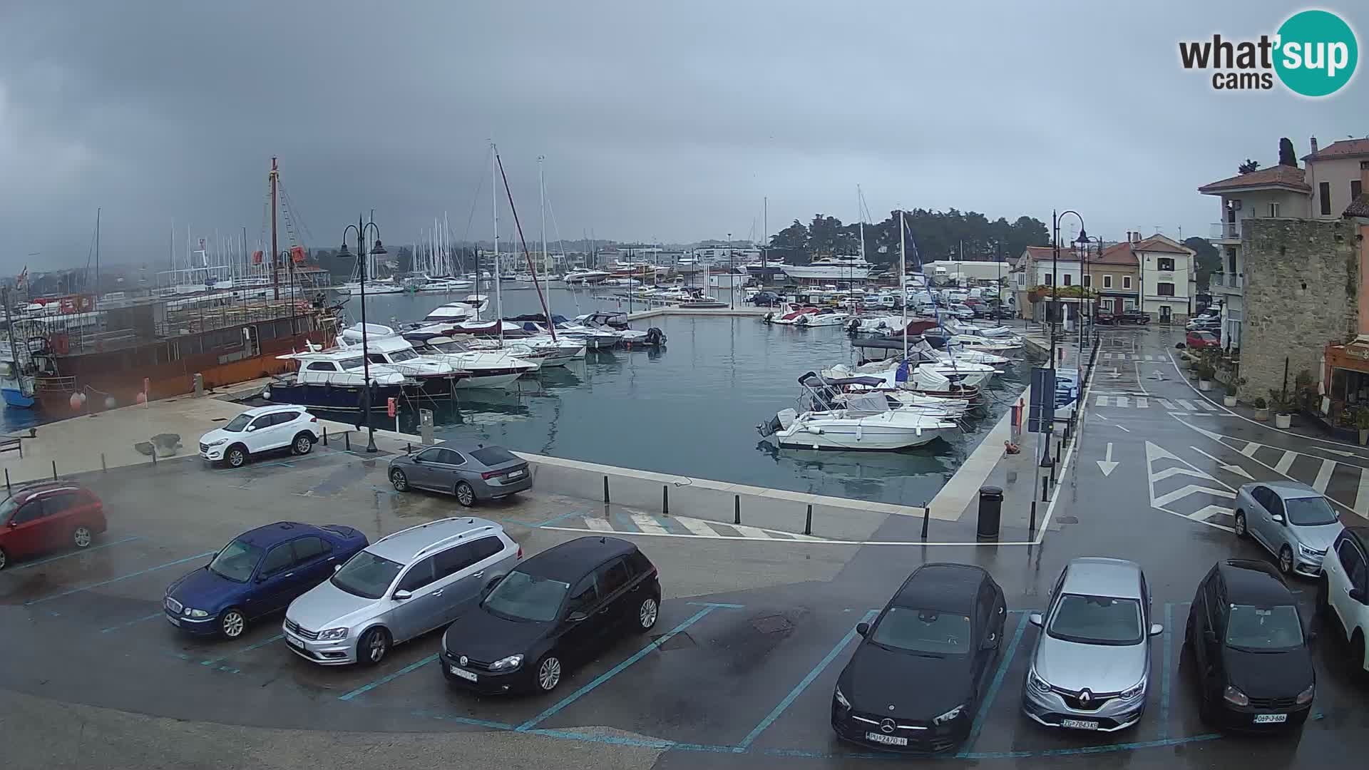Novigrad | Porporela marina
