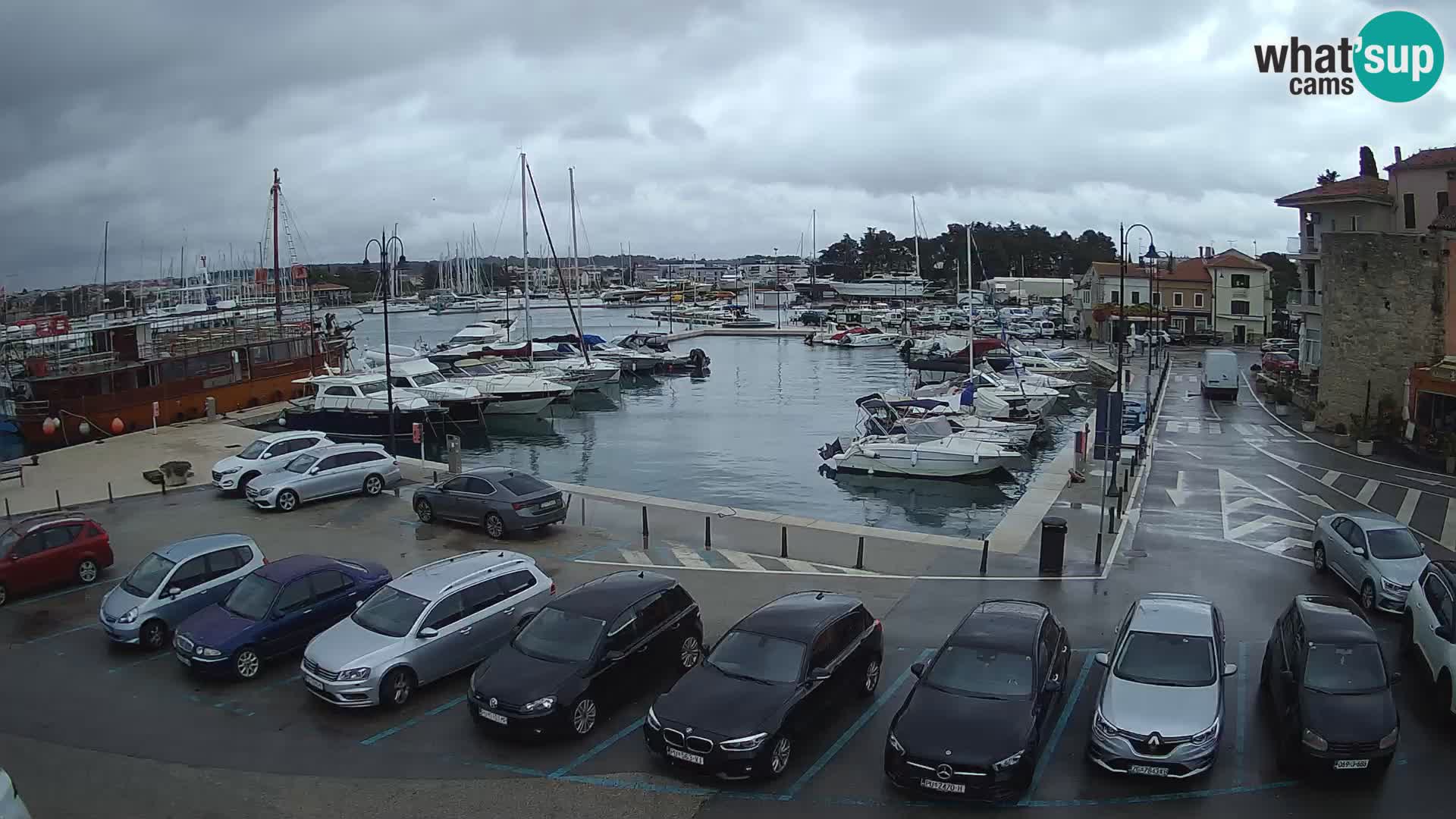 Novigrad | Porporela marina