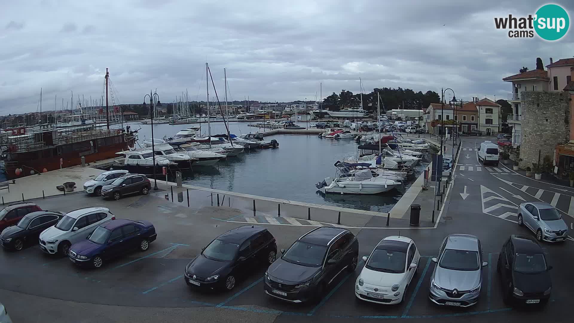 Novigrad | Porporela marina