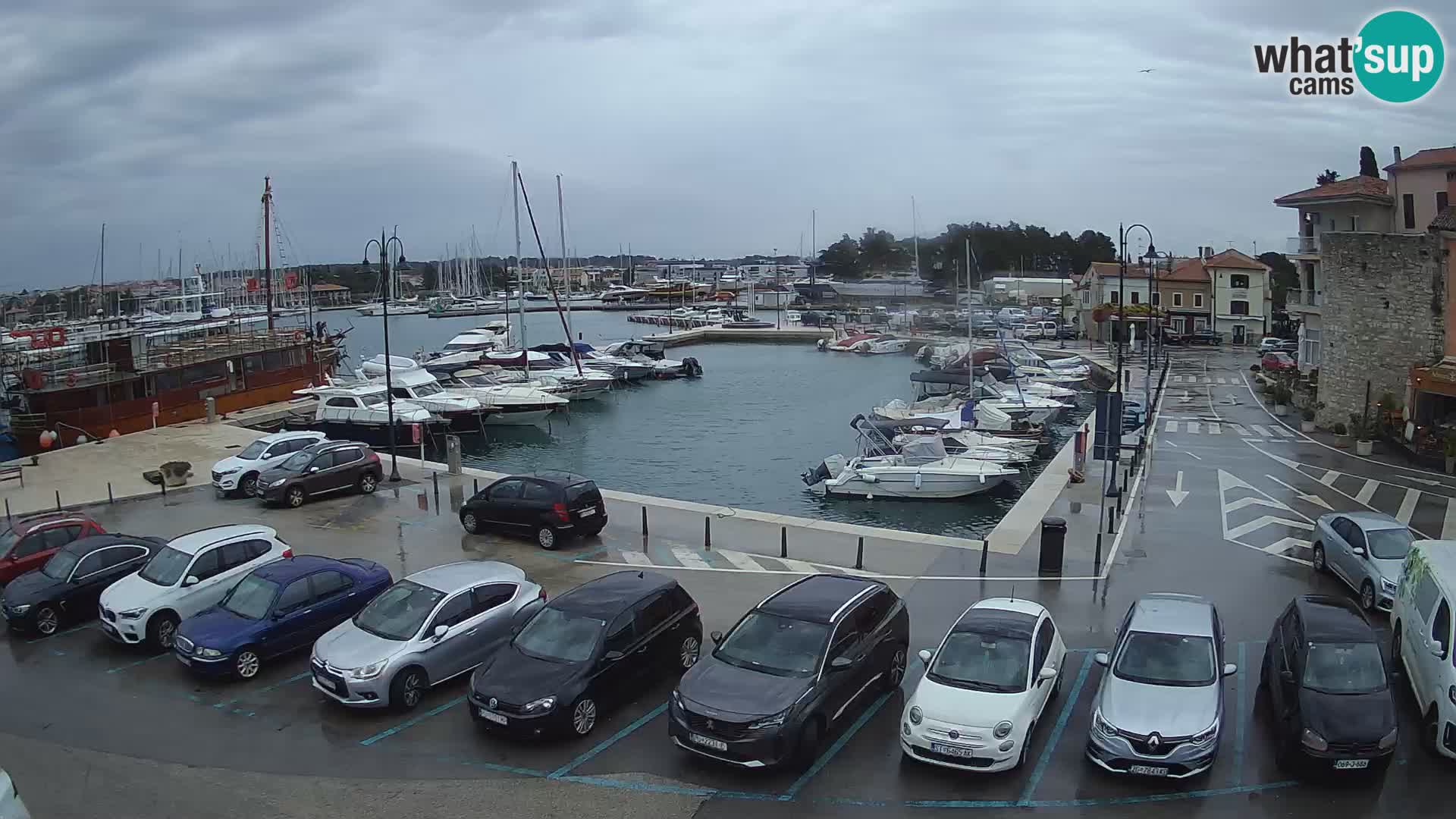 Novigrad | Porporela marina
