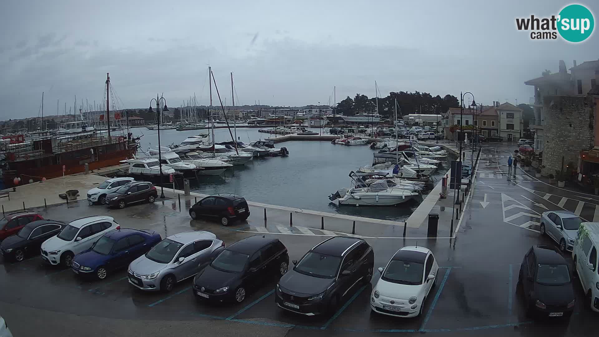 Novigrad | Porporela marina