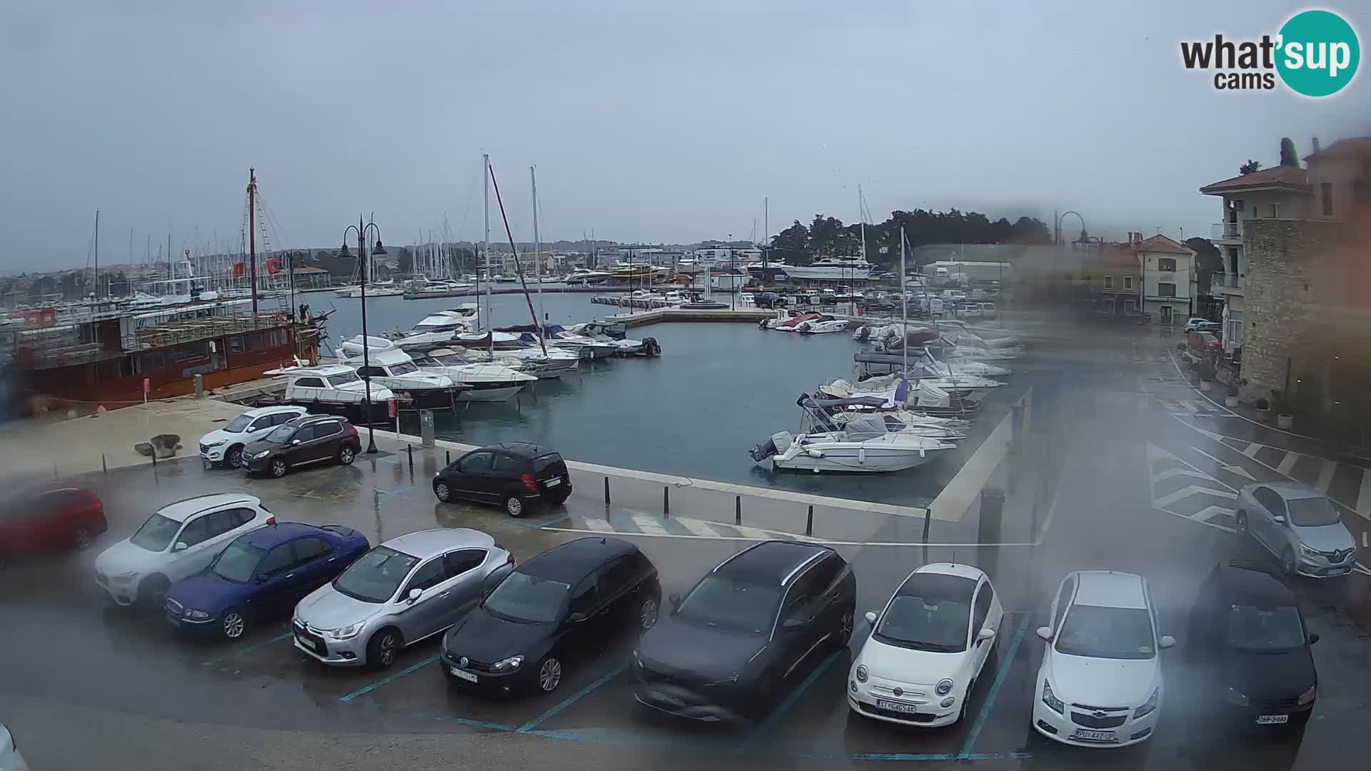 Novigrad | Porporela marina