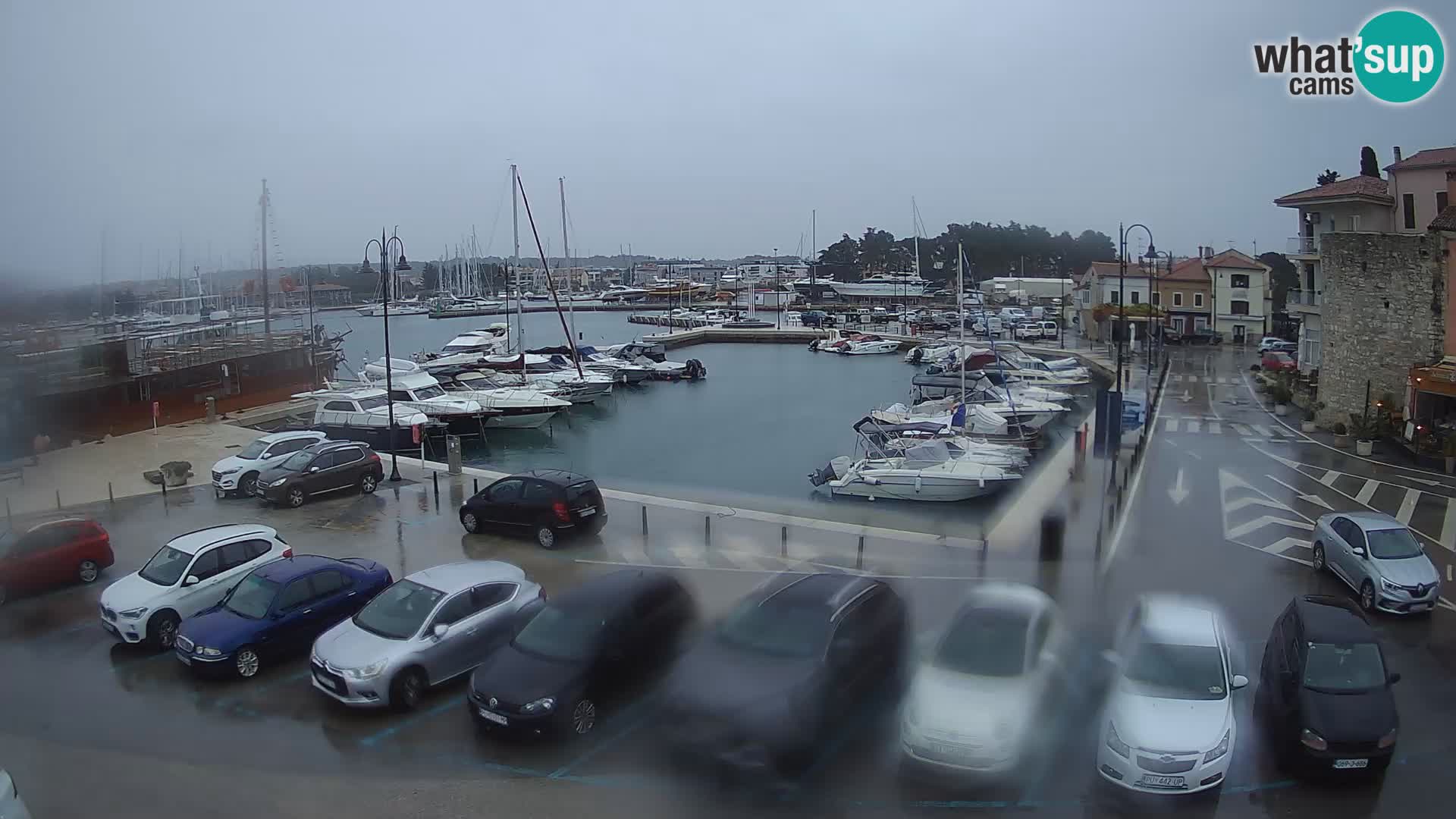 Novigrad | Porporela marina