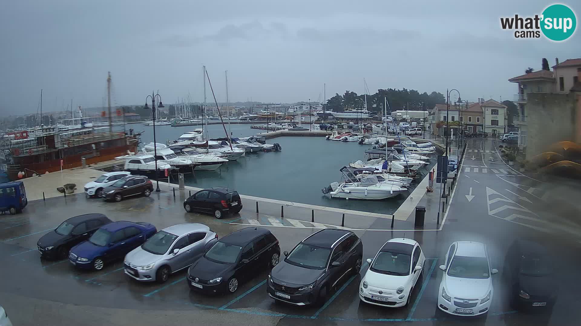 Novigrad | Porporela marina
