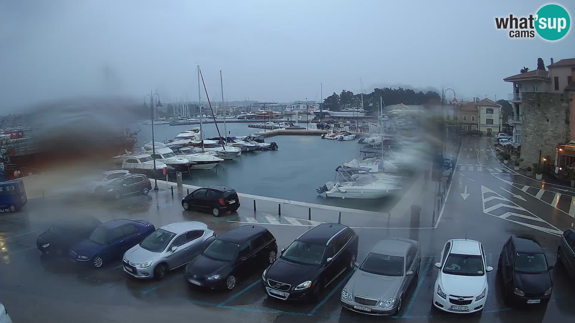 Novigrad | Porporela marina