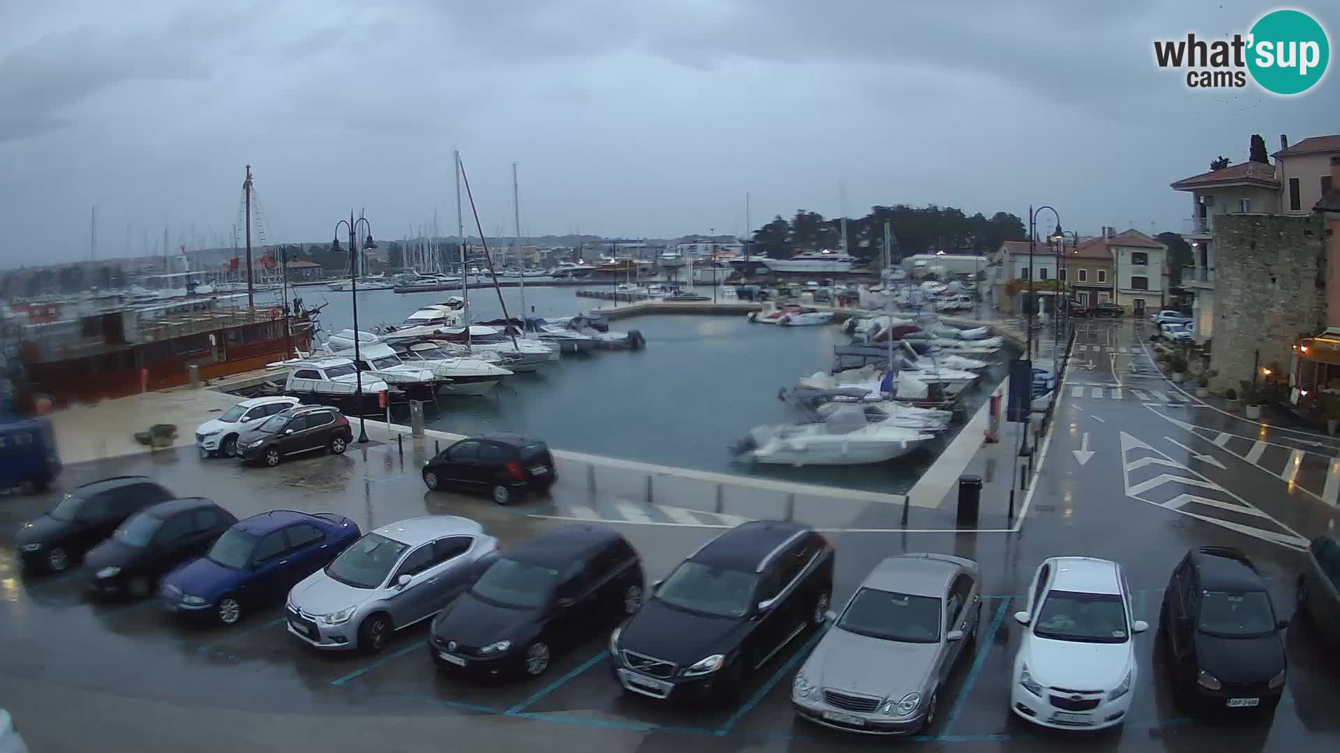 Novigrad | Porporela marina