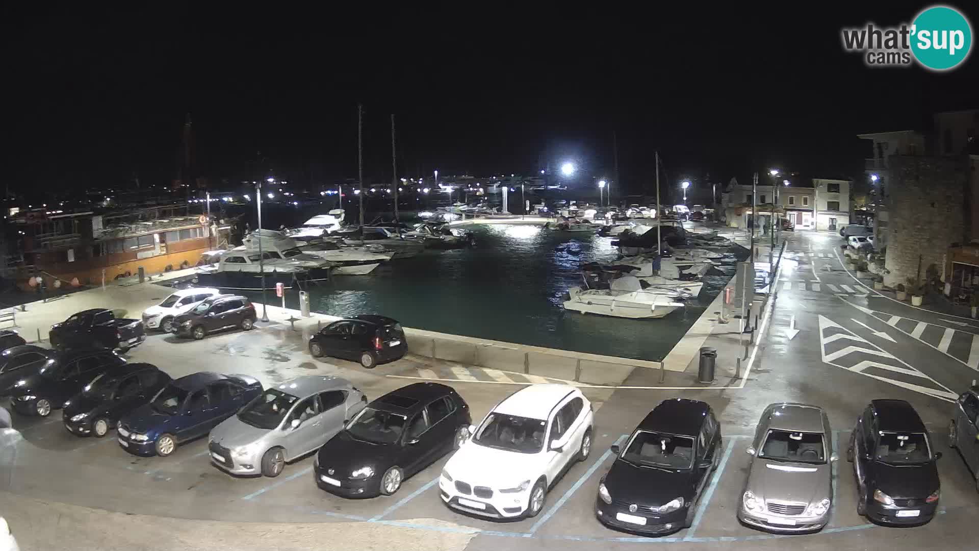 Novigrad | Porporela marina