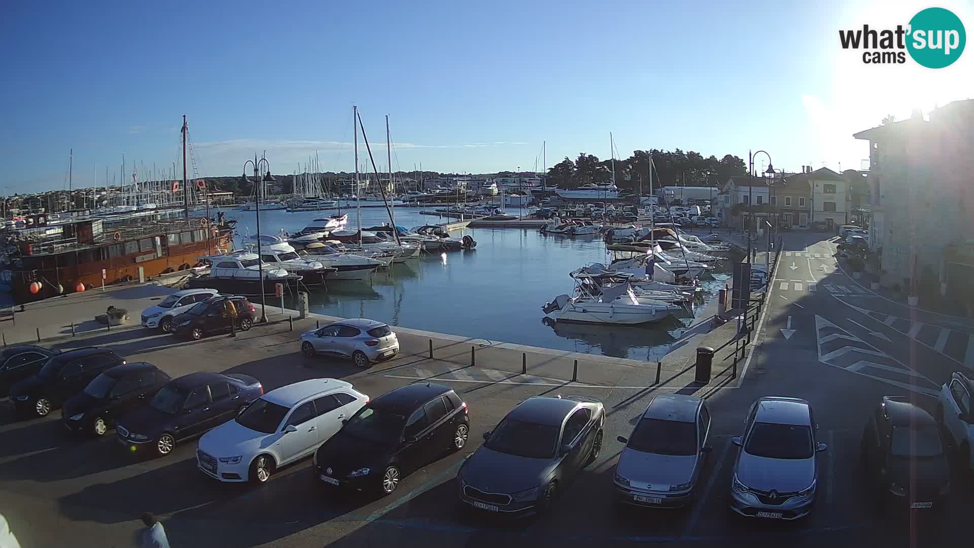 Novigrad | Porporela marina