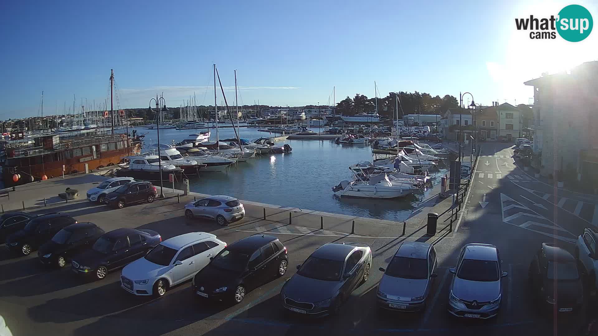 Novigrad | Porporela marina