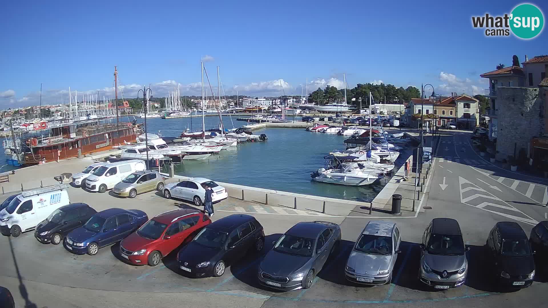Novigrad | Porporela marina