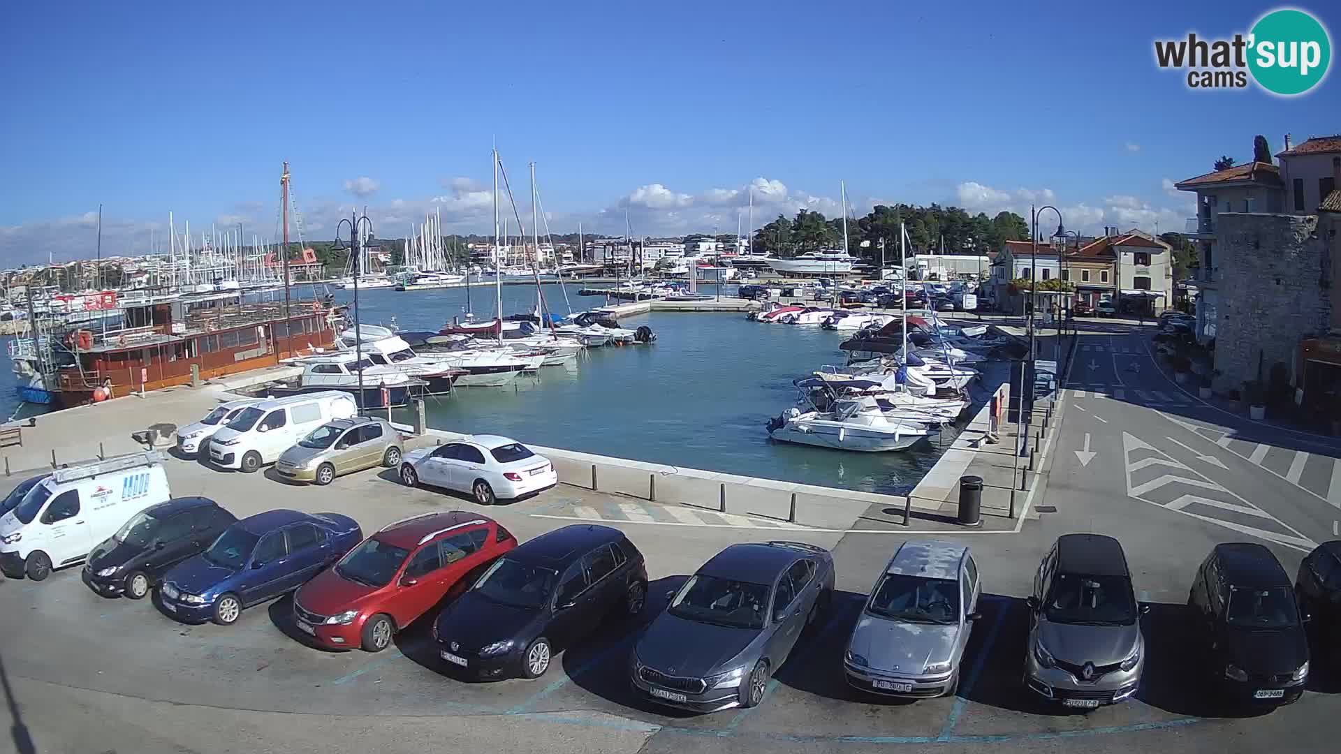 Novigrad | Porporela marina