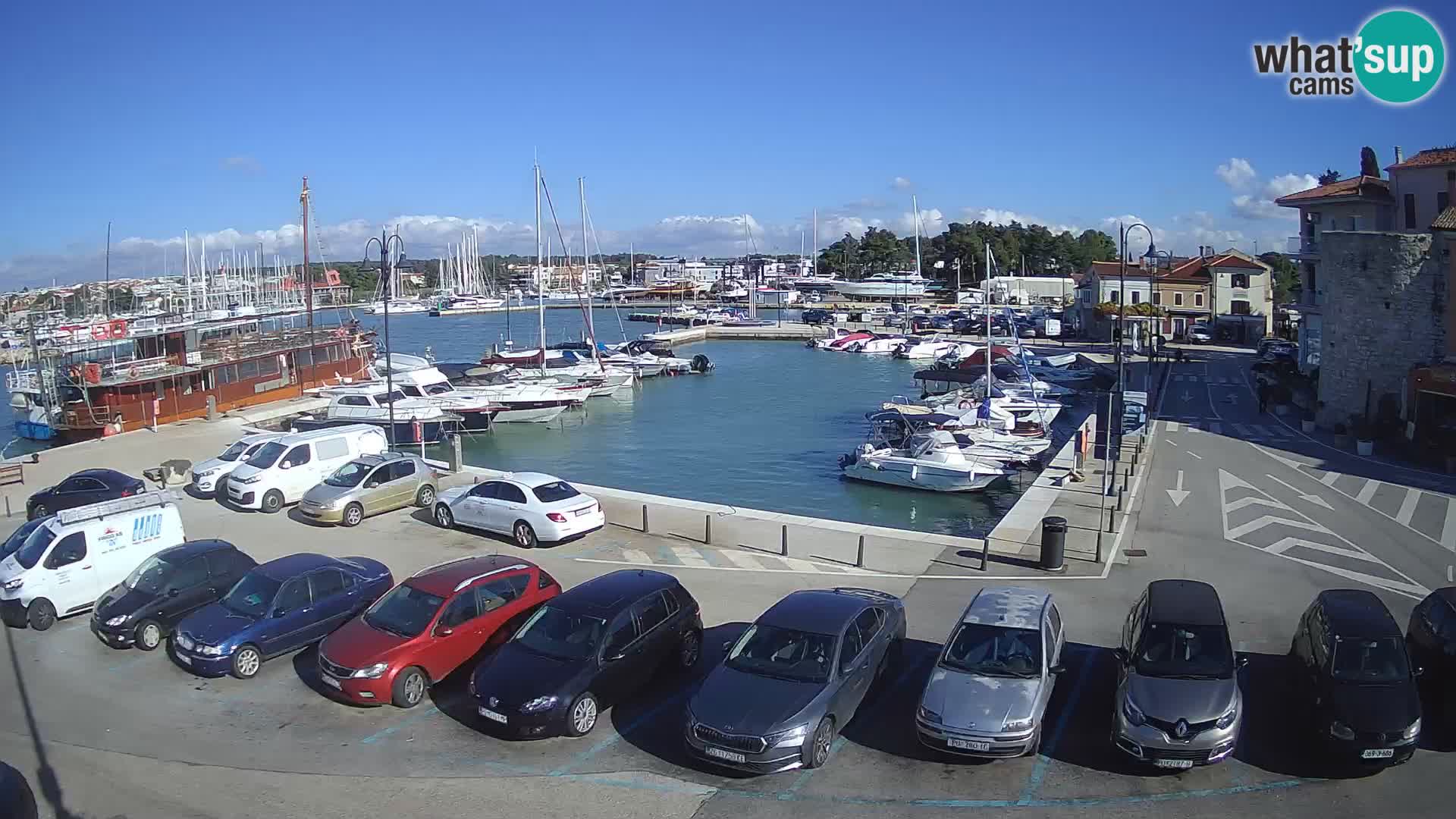Novigrad | Porporela marina