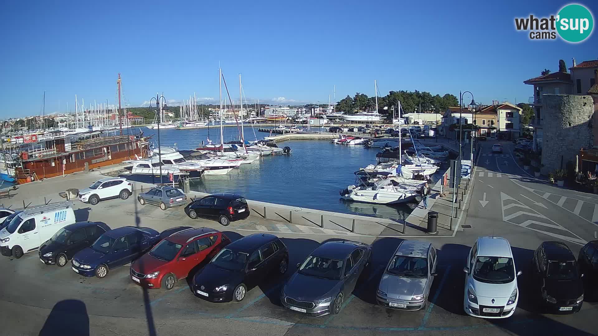 Novigrad | Porporela marina