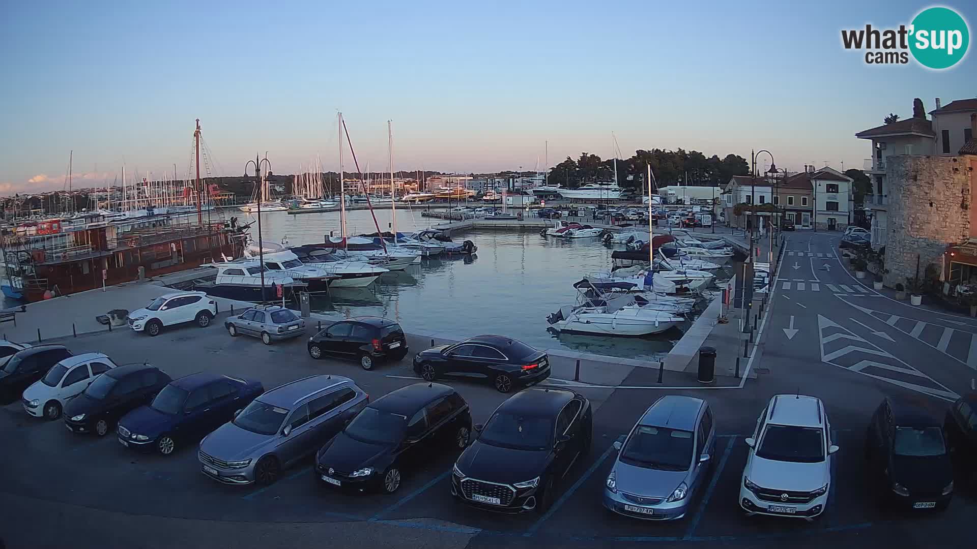 Novigrad | Porporela marina
