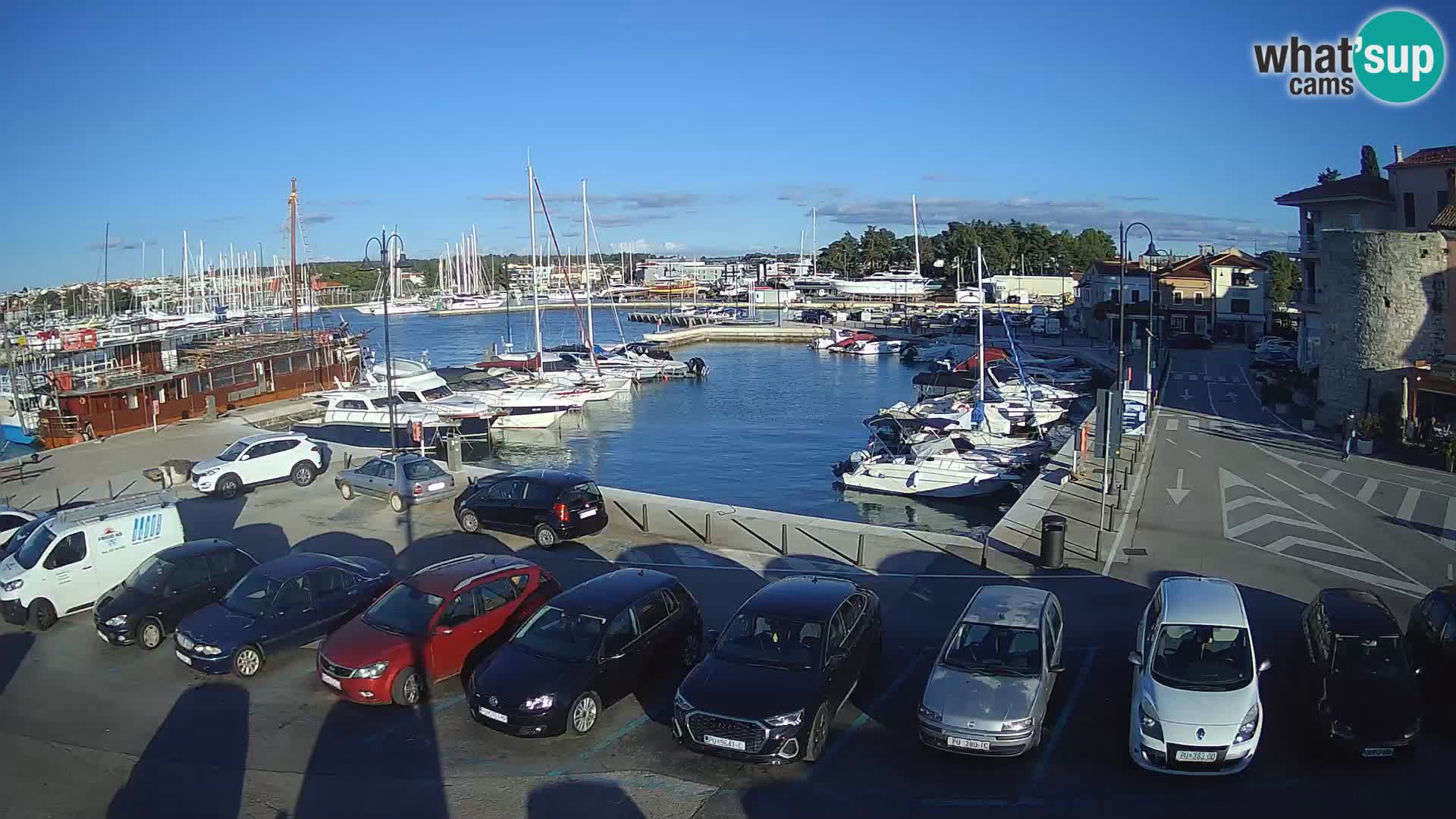 Novigrad | Porporela marina