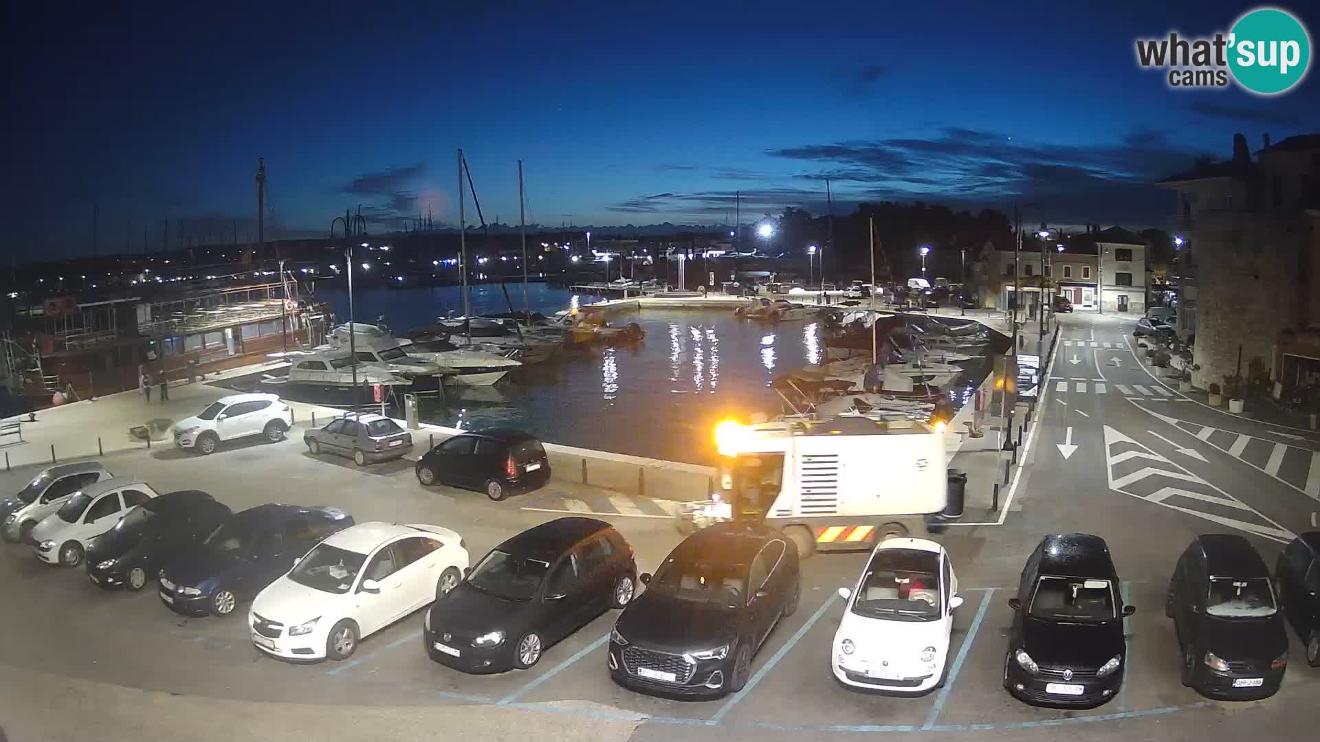 Novigrad | Porporela marina
