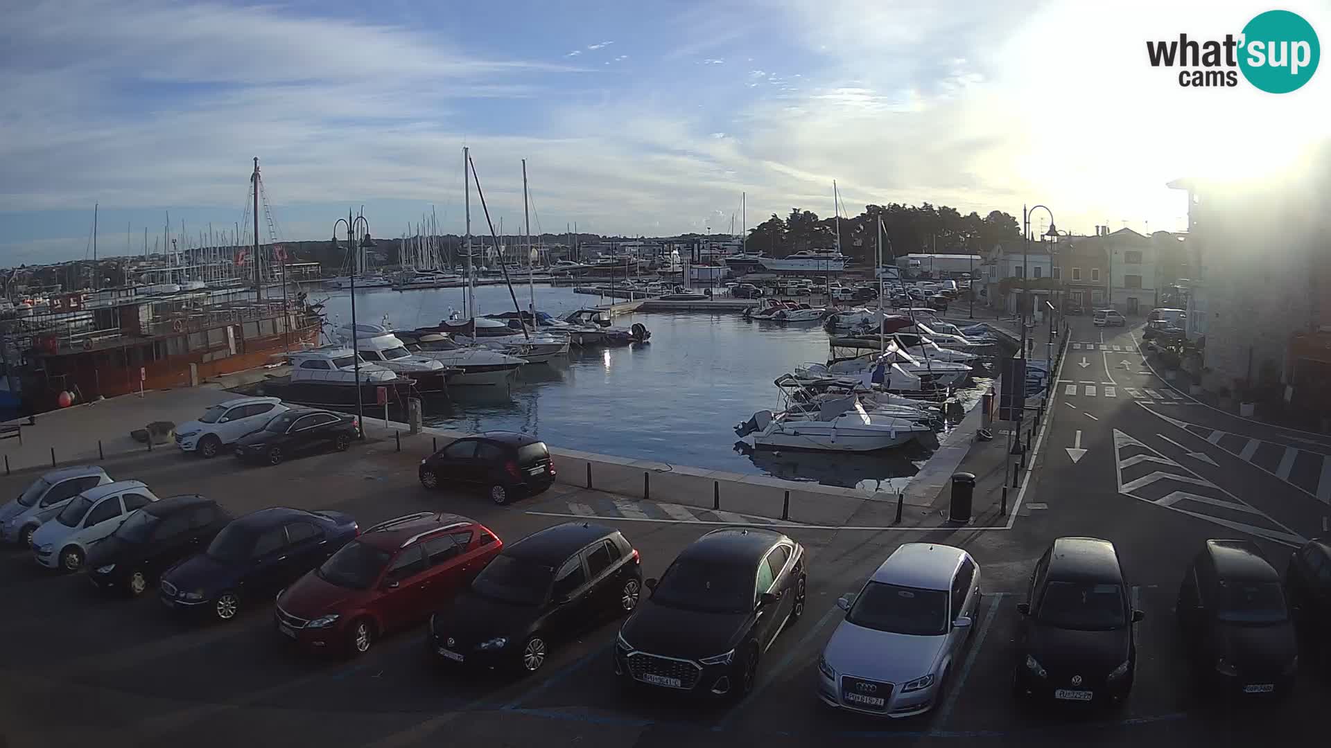 Novigrad | Porporela marina