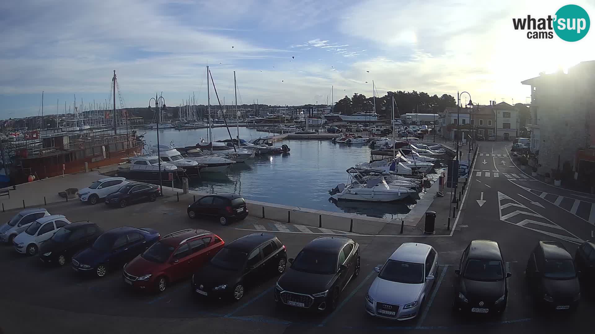 Novigrad | Porporela marina