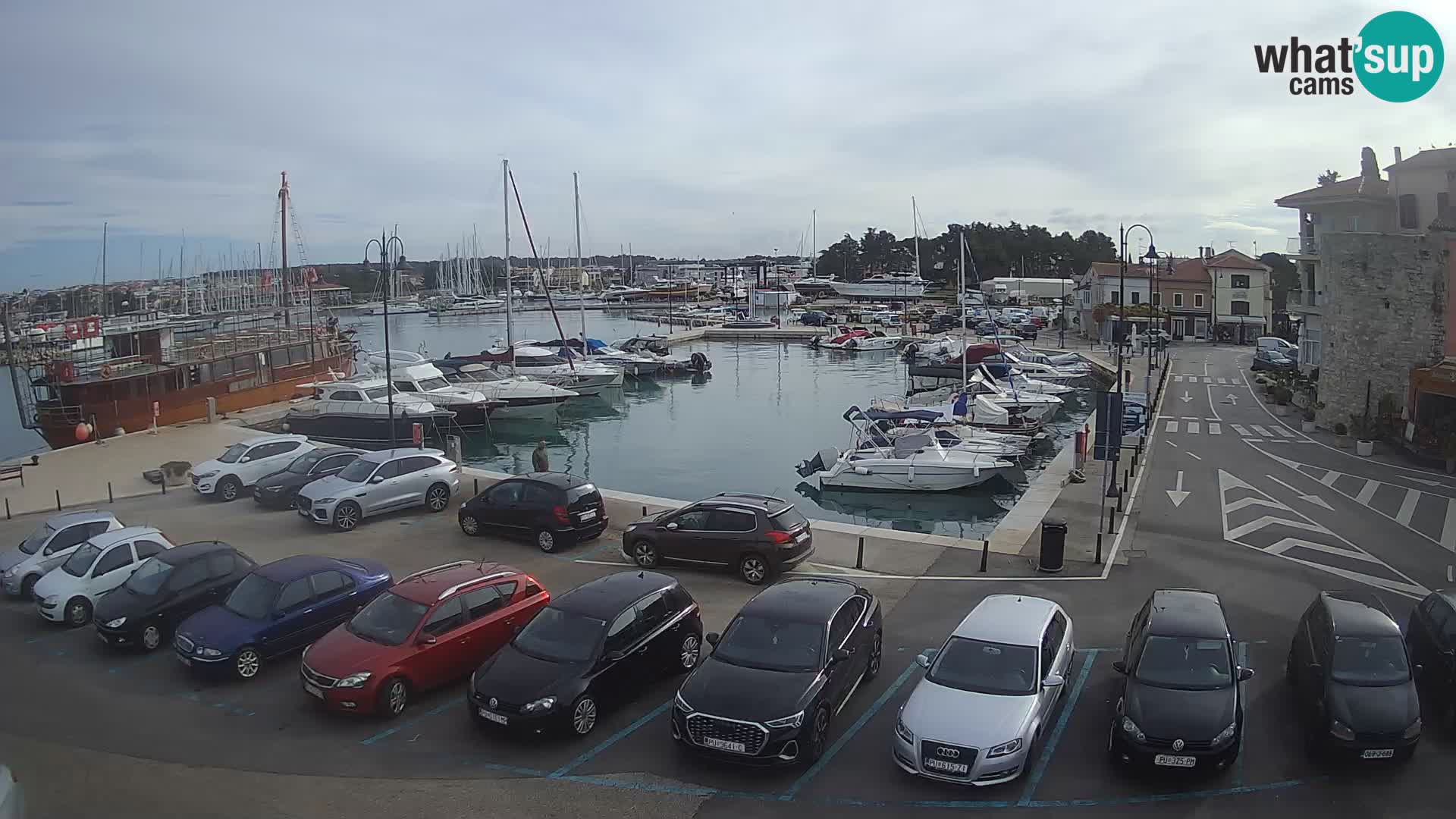 Novigrad | Porporela marina
