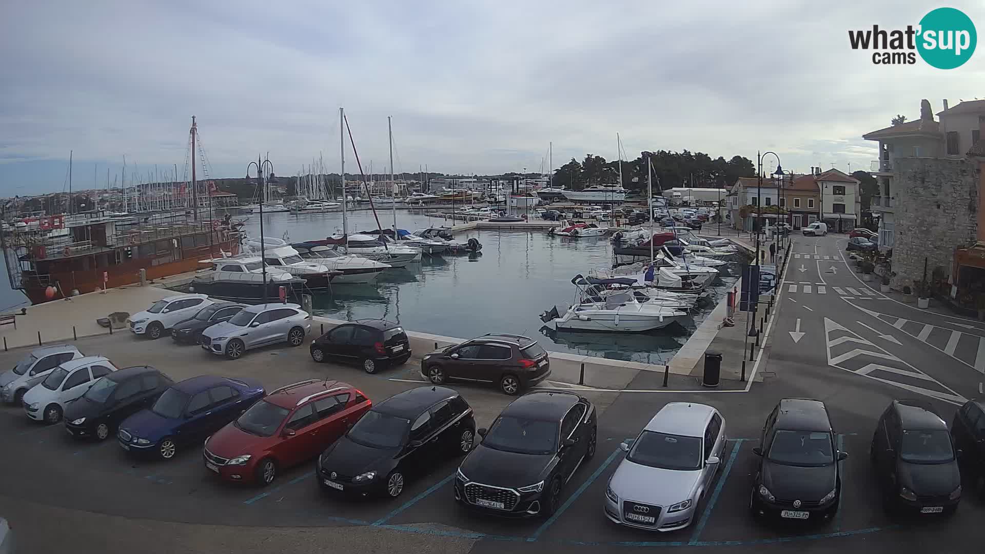 Novigrad | Porporela marina