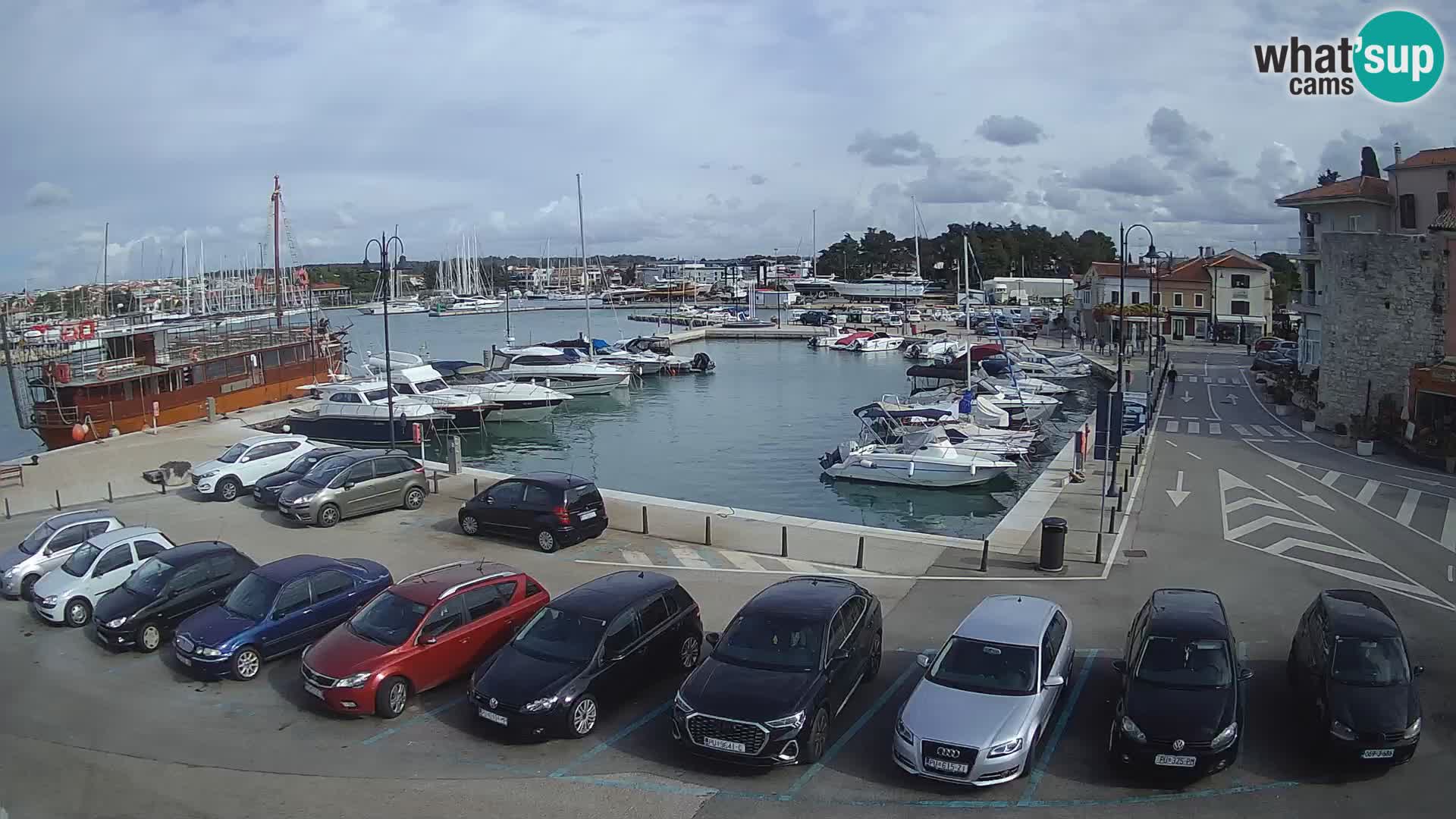 Novigrad | Porporela marina
