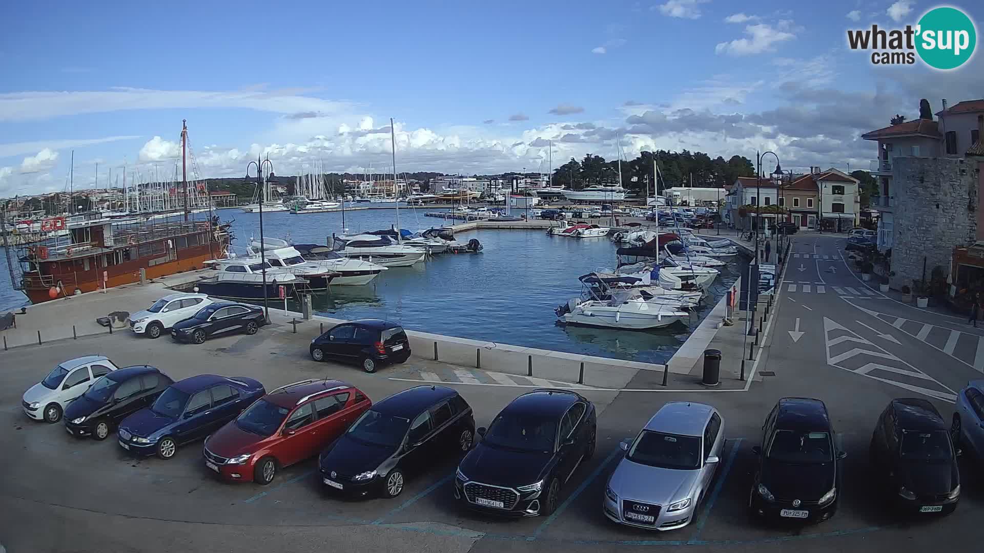 Novigrad | Porporela marina