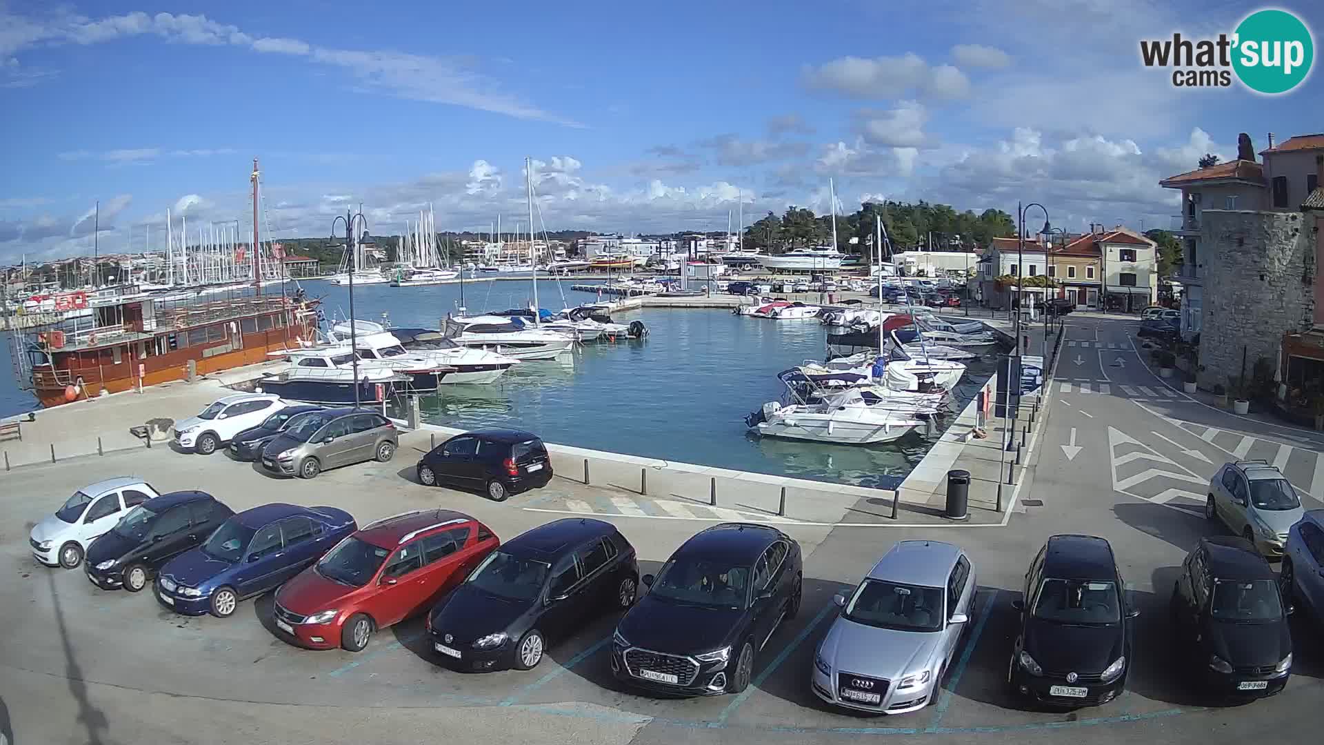 Novigrad | Porporela marina